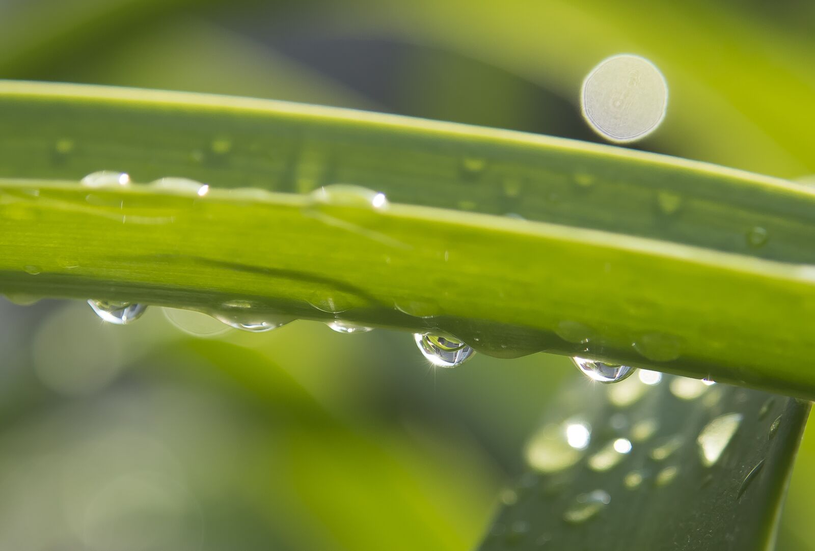 Nikon D7200 sample photo. Drip, rain, raindrop photography