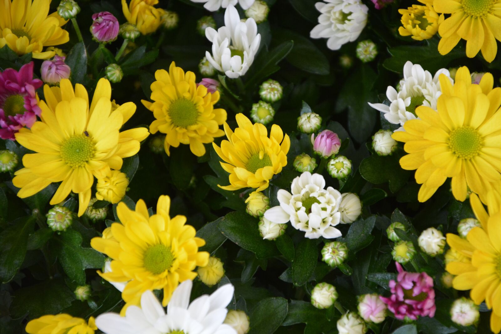 Nikon D5200 sample photo. Flowers, yellow, white photography