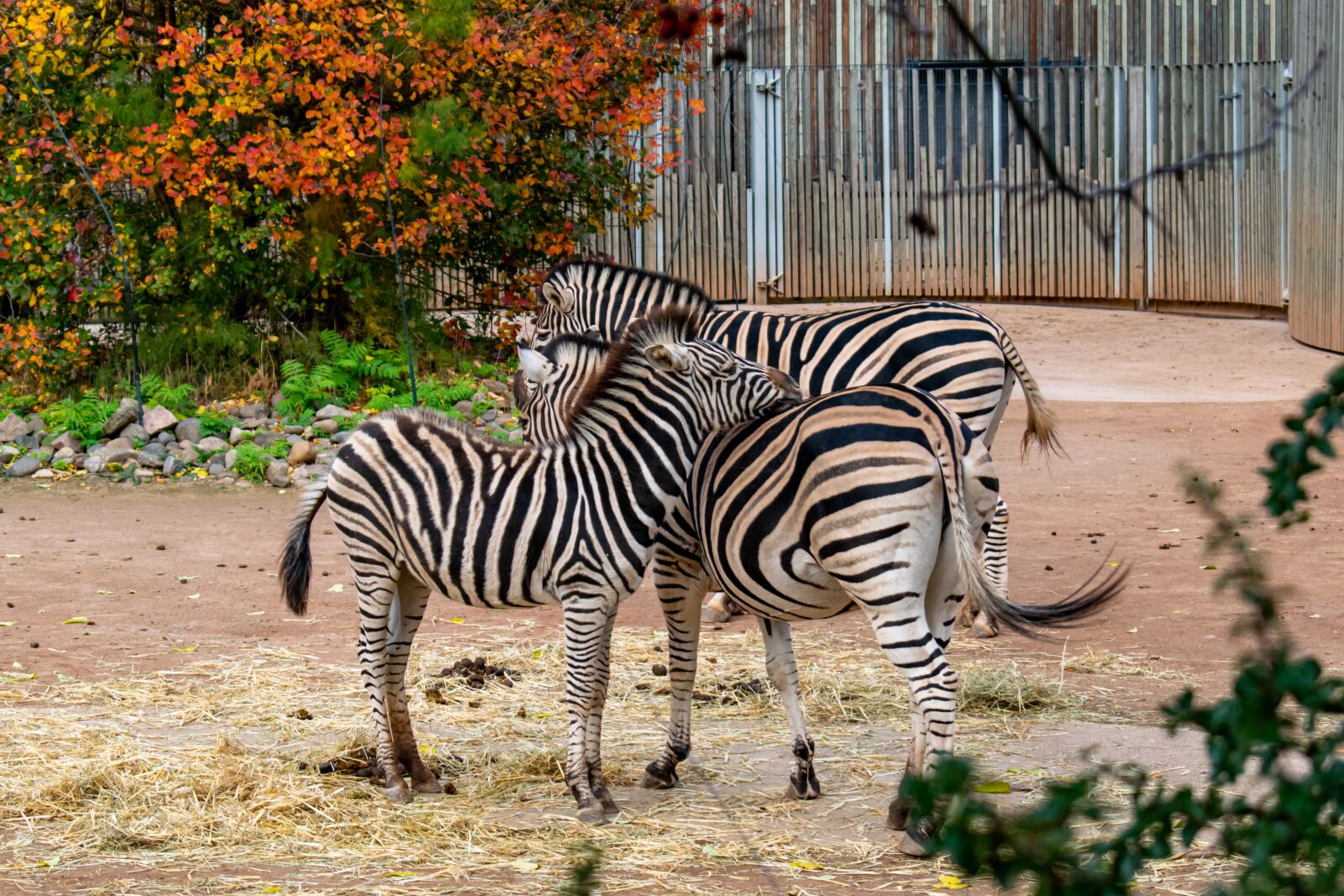 Nikon D5300 sample photo. Zebra, zebras, zoo photography