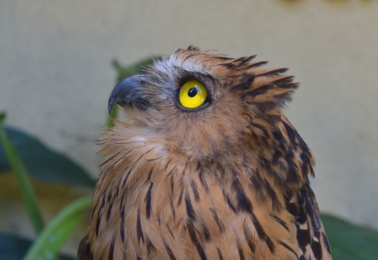 Nikon D3400 sample photo. Owl, bird, zoo photography