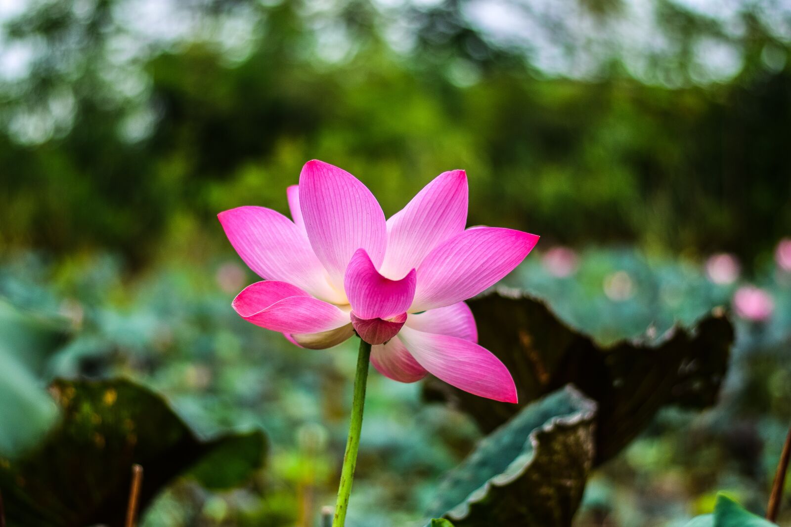 Nikon D5300 sample photo. Lotus, flowers, nature photography