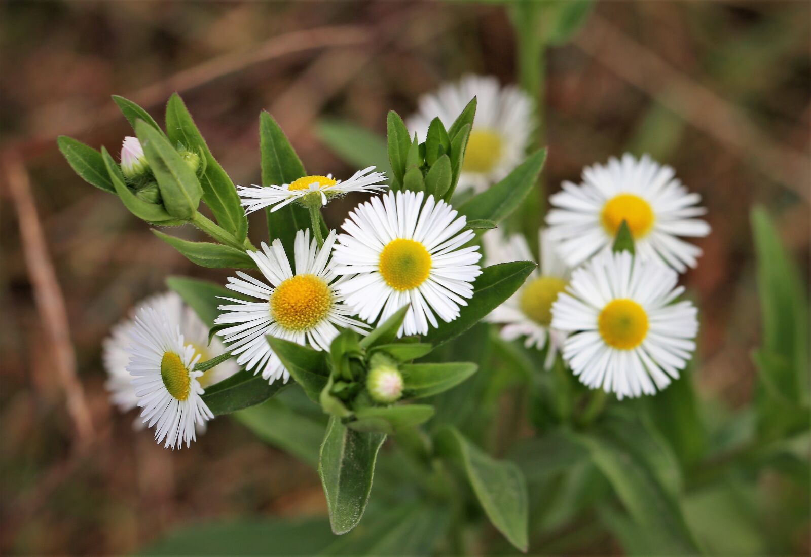 Canon EF 70-300 F4-5.6 IS II USM sample photo. Erigeron annuus, daisy fleabane photography