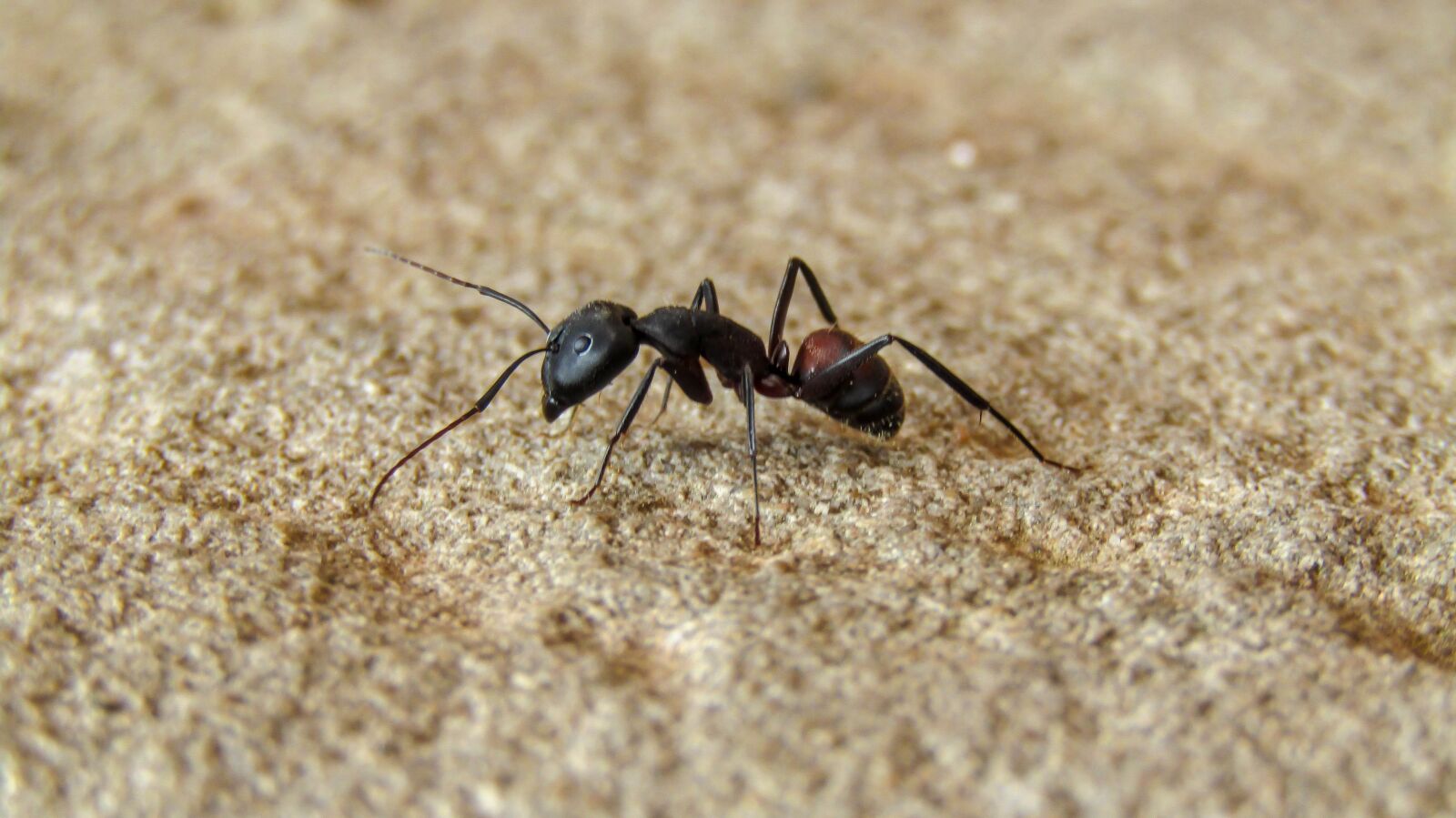 Canon PowerShot SX410 IS sample photo. Ant, black ant, nature photography