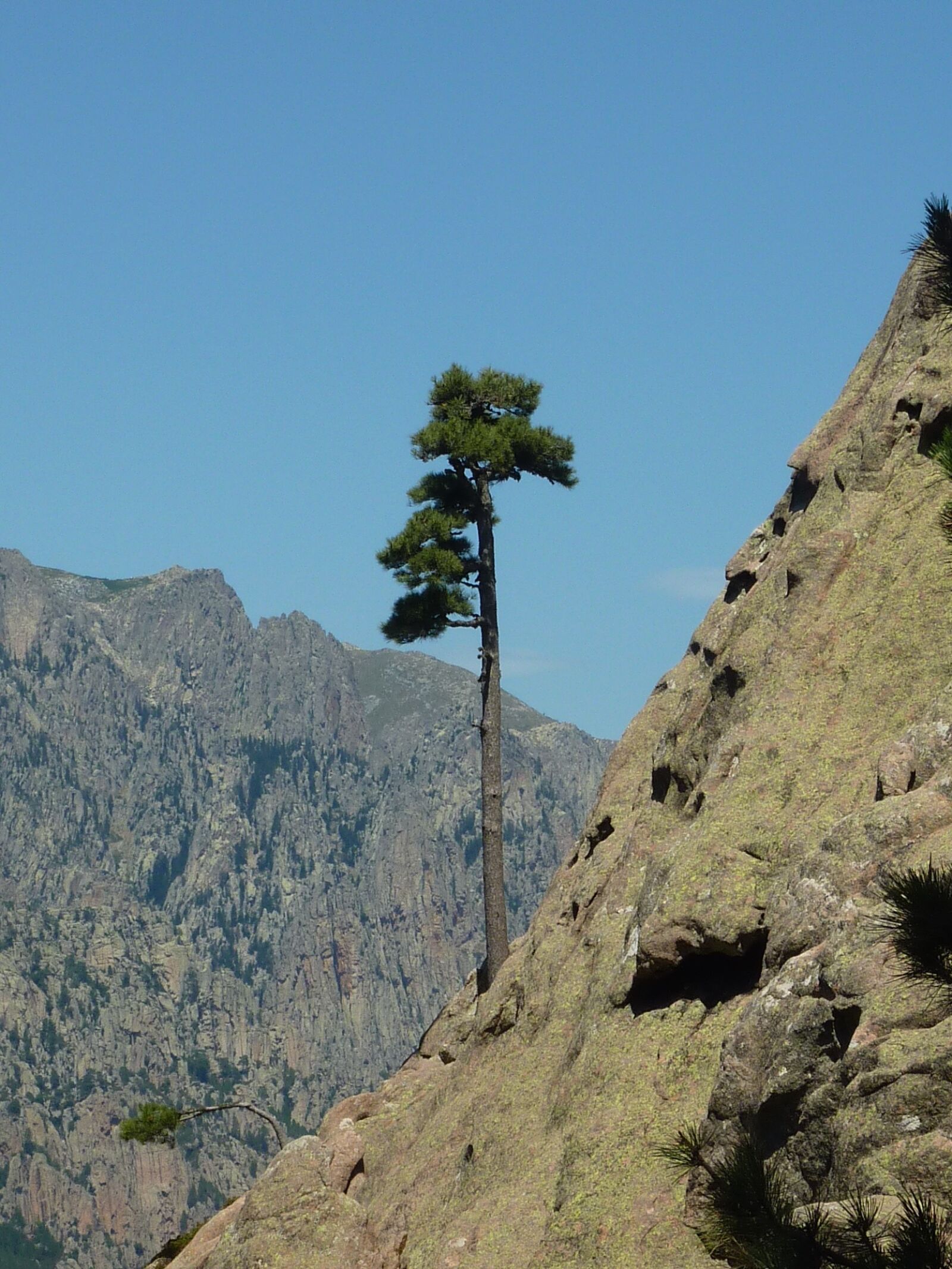 Panasonic DMC-TZ7 sample photo. Tree, mountain, corsican photography