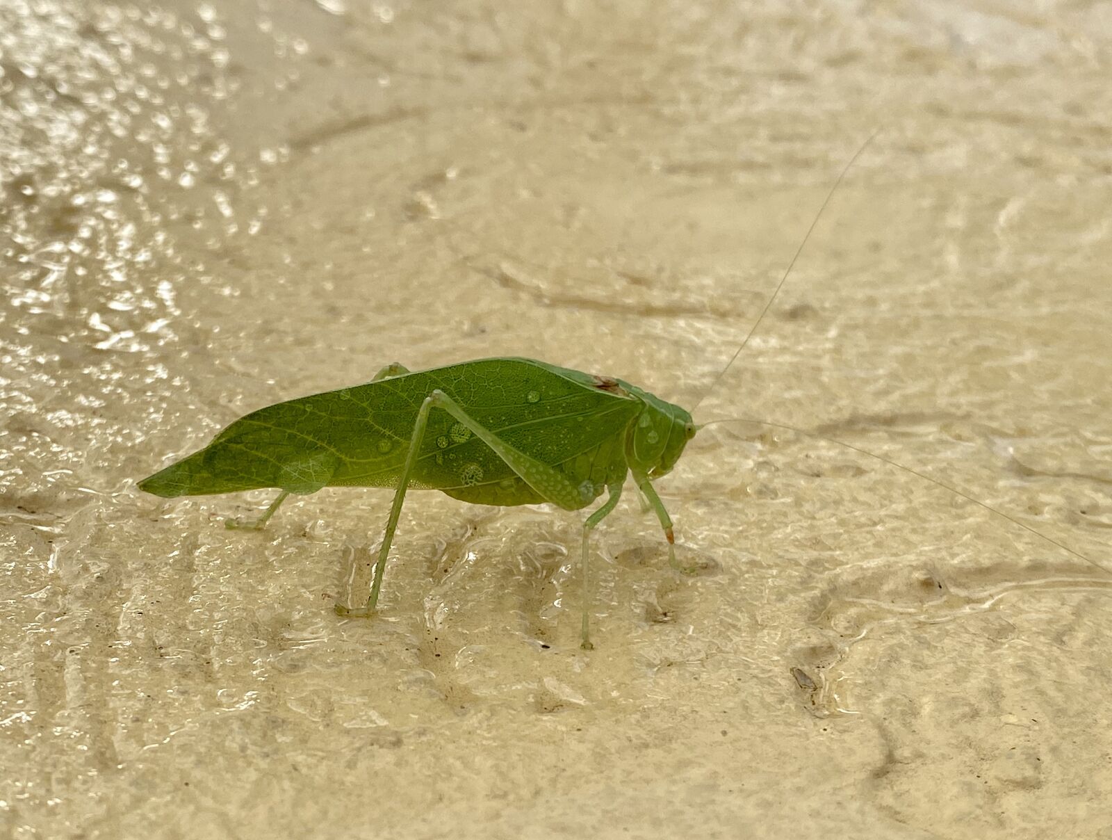 Apple iPhone 11 Pro Max sample photo. Bug, katydid, grasshopper photography
