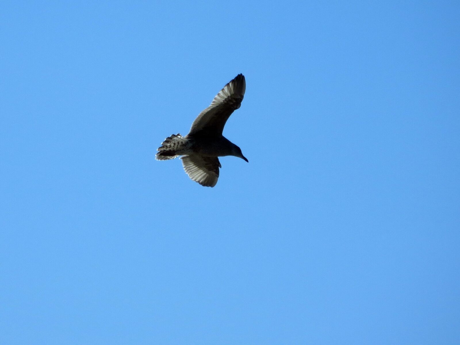 Canon PowerShot SX240 HS sample photo. Seagull, gull, flying photography