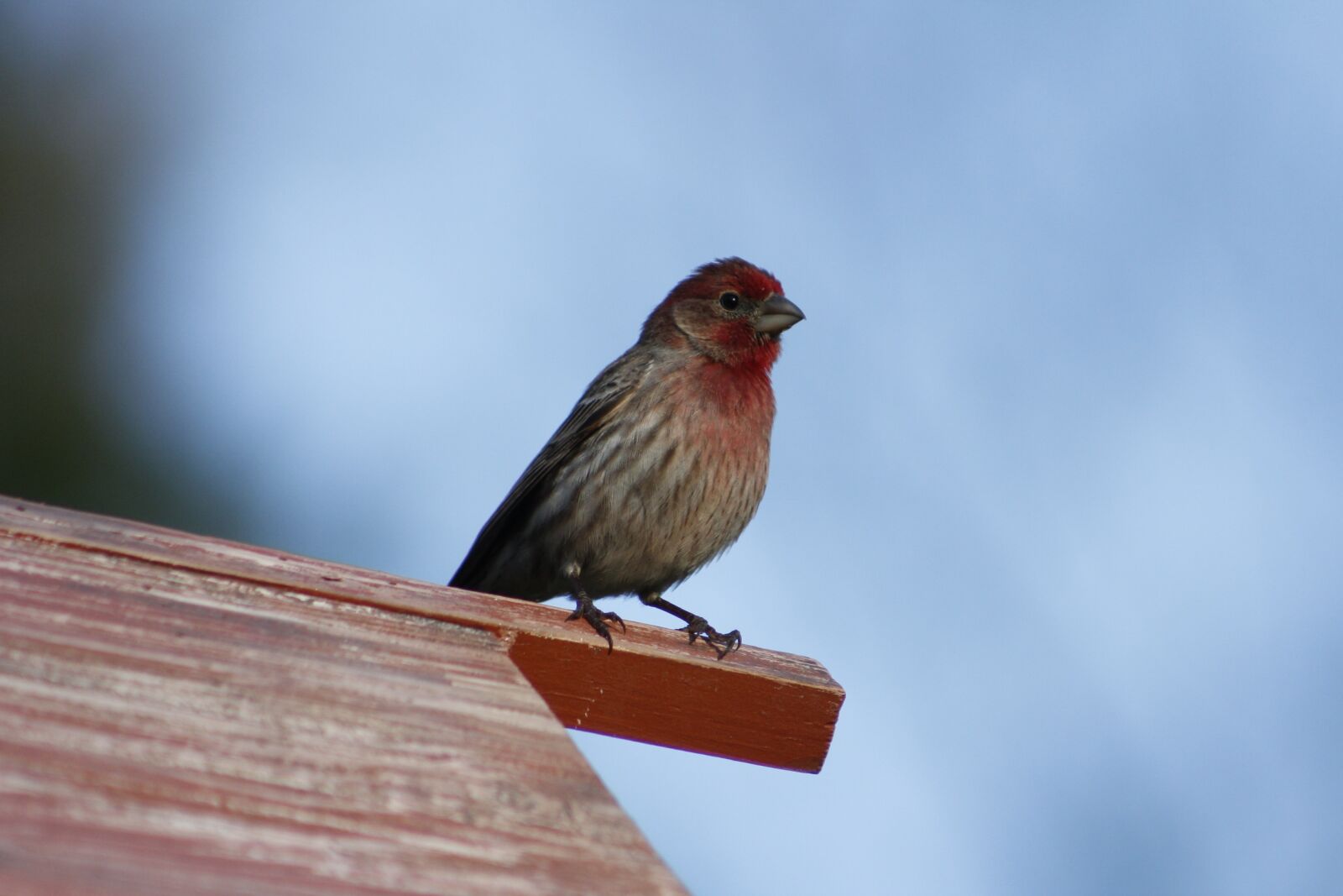 Canon EOS 550D (EOS Rebel T2i / EOS Kiss X4) sample photo. Bird, wildlife, male house photography