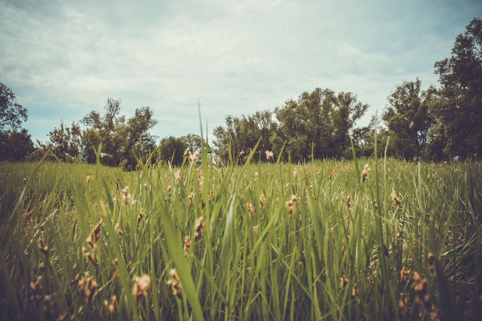 Nikon D3200 sample photo. Field, glade, grass photography