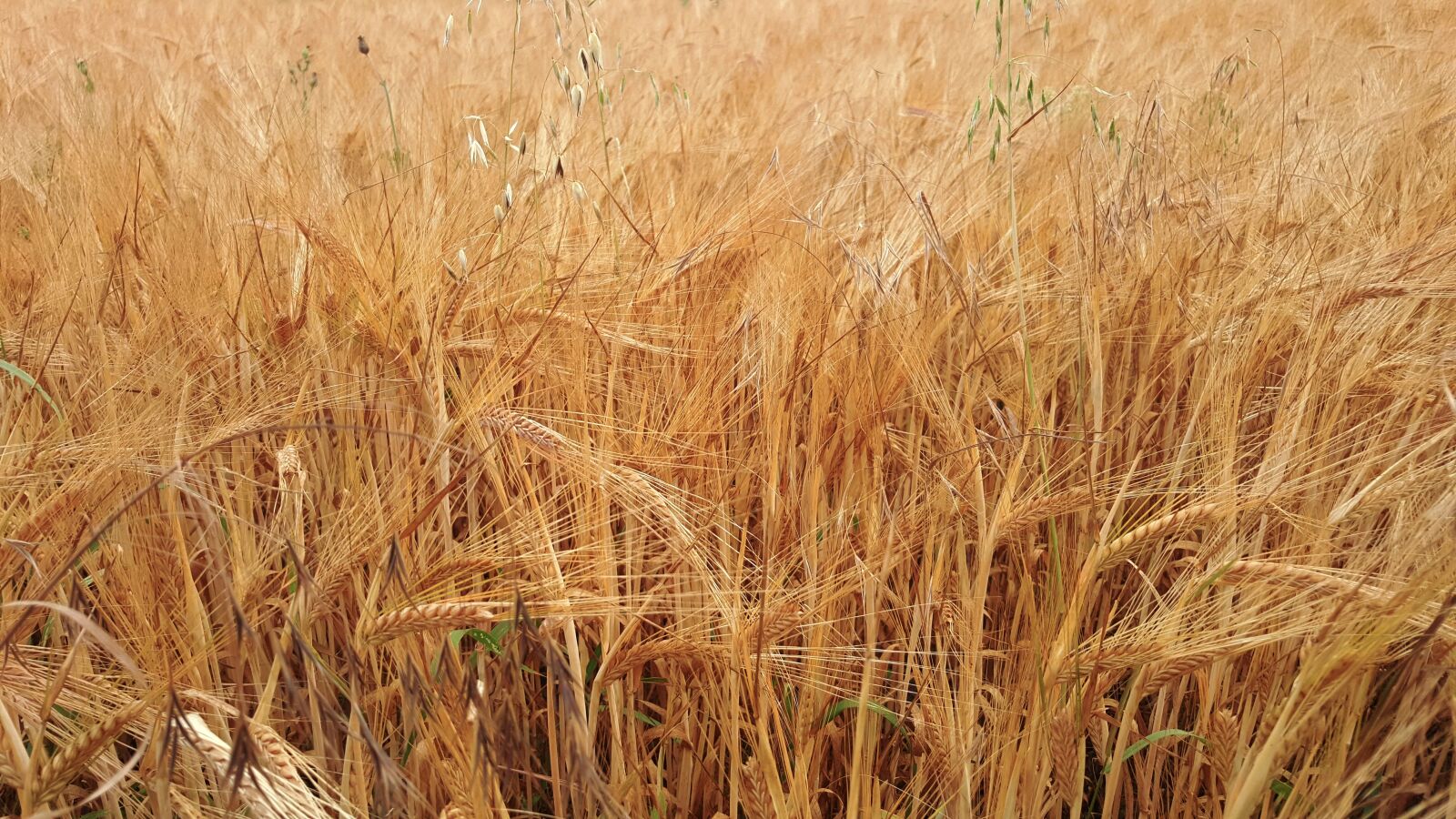 Samsung Galaxy S6 sample photo. Straw, wheat, cereal photography