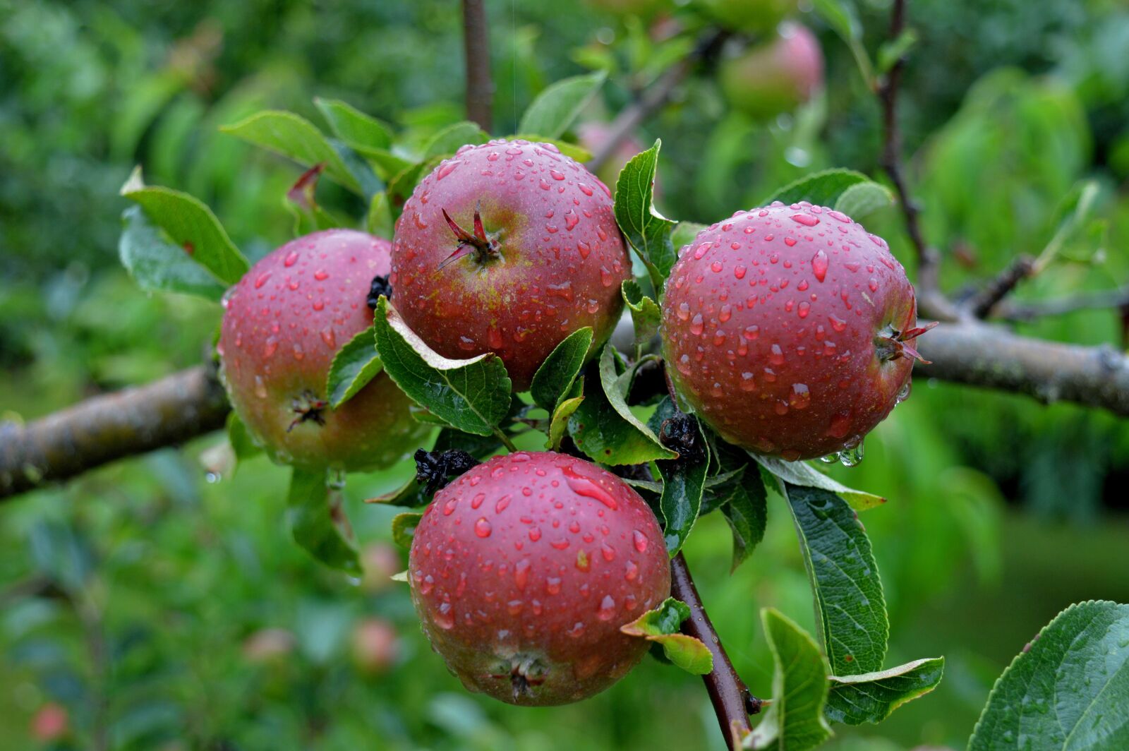 Nikon D3200 sample photo. Apple, apple tree, fruit photography