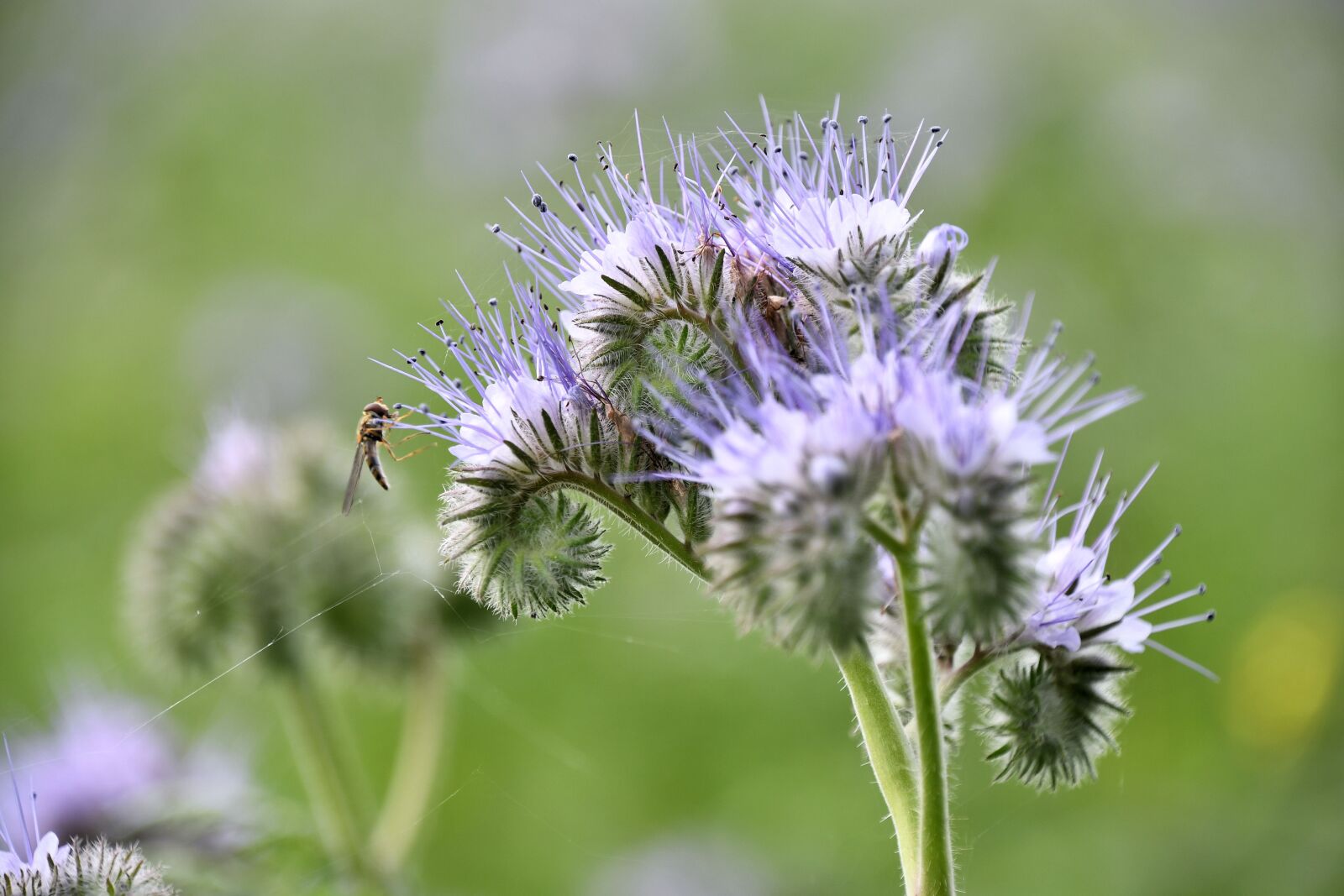 Nikon D500 sample photo. Spring, cornflower, flowers photography