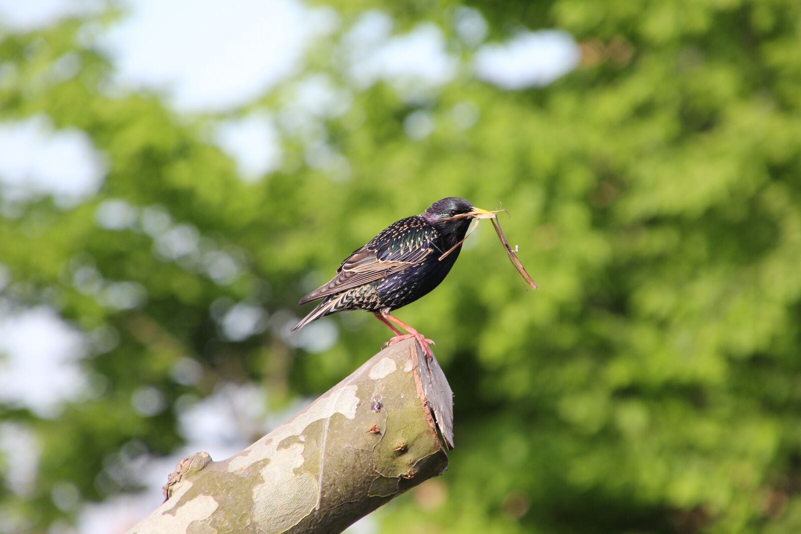 Canon EOS 60D sample photo. Nature, animal world, migratory photography
