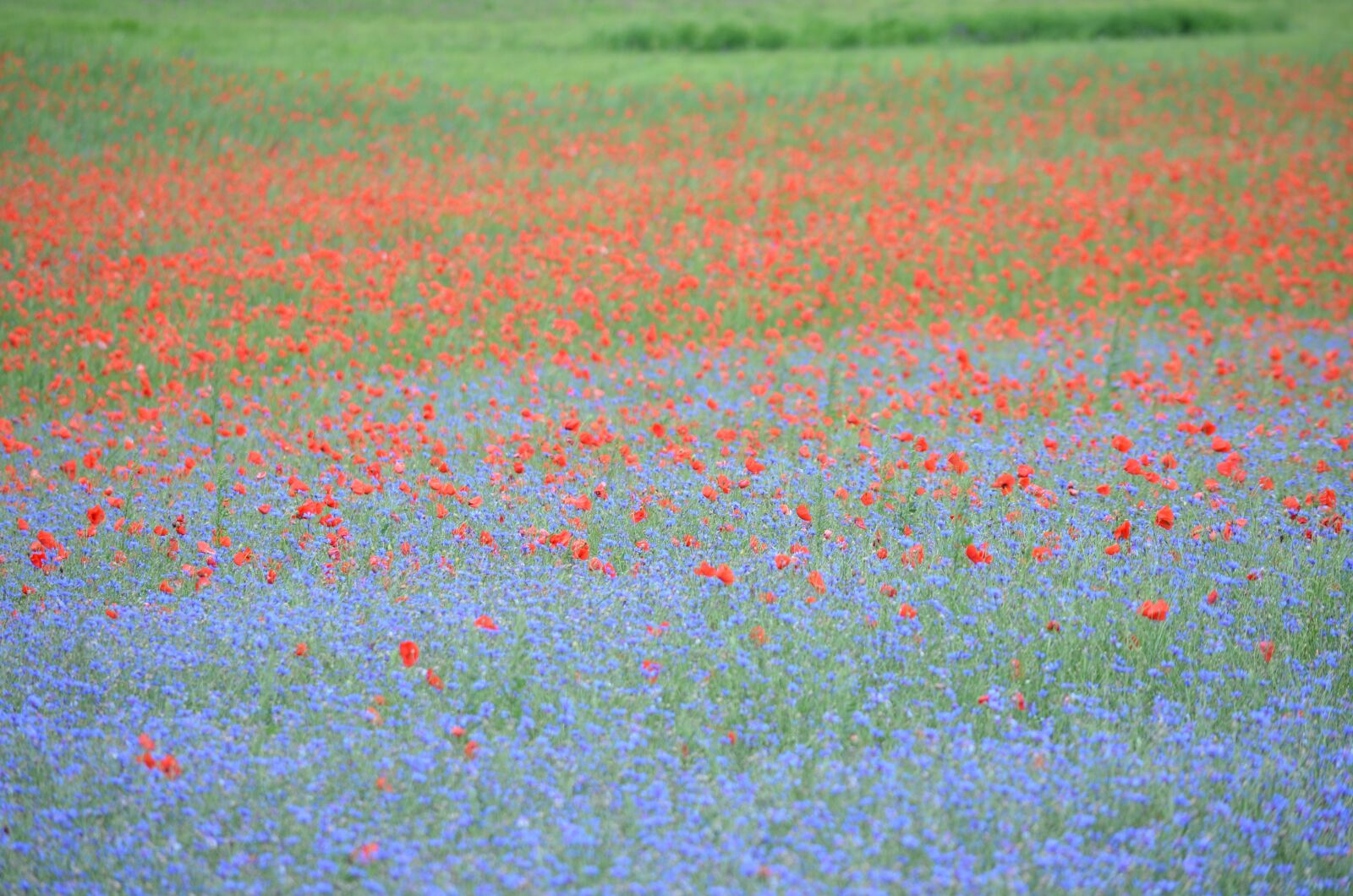 Nikon D5100 sample photo. France, poppy, cornflowers photography