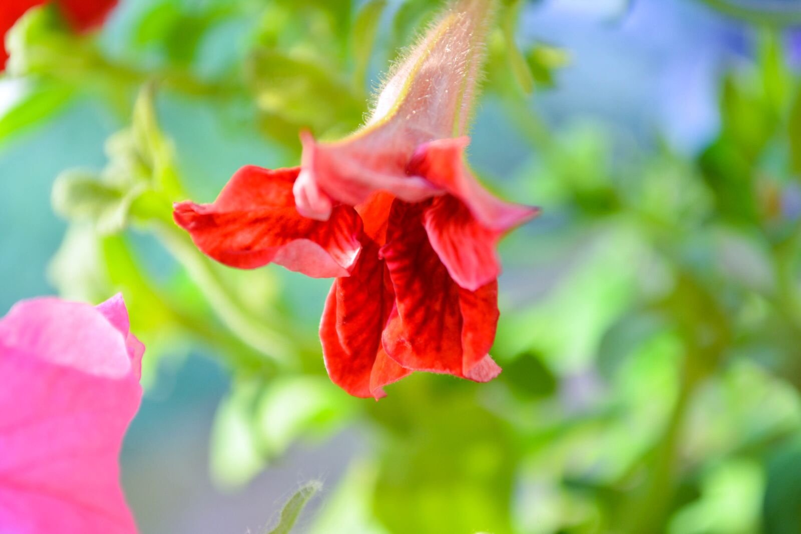 Nikon D5200 sample photo. Petunia, flowers, red photography
