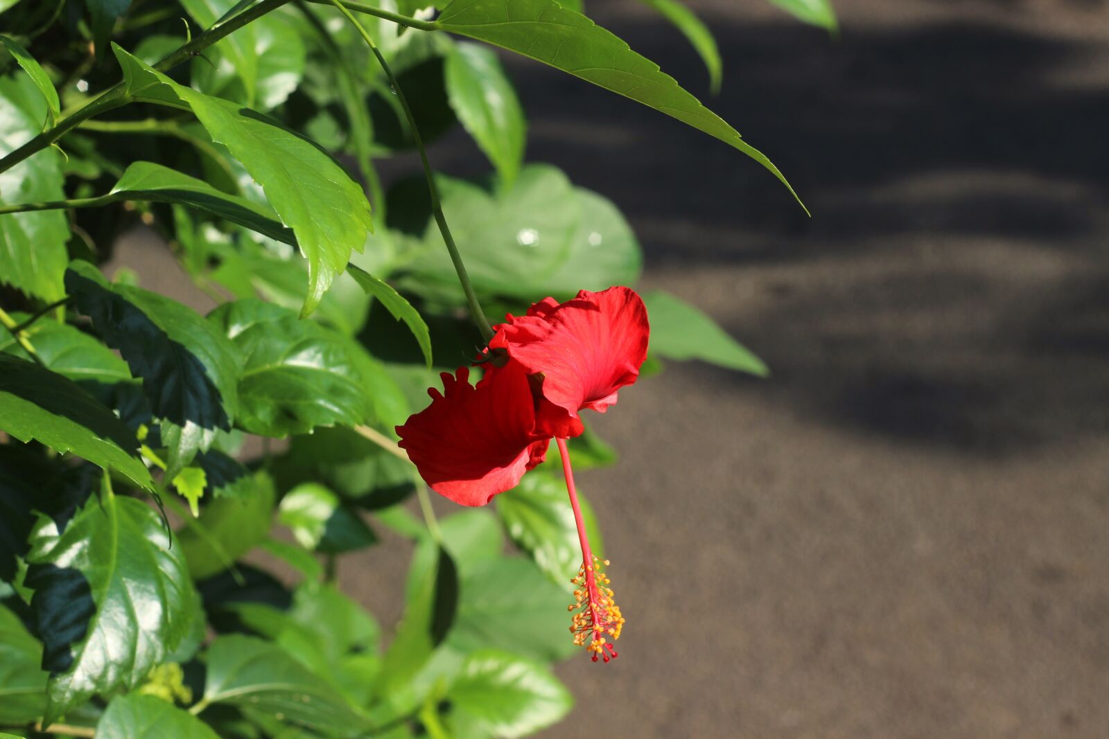 Canon EOS 600D (Rebel EOS T3i / EOS Kiss X5) + Canon EF 50mm F1.8 II sample photo. Hibiscus flower, flower, hibiscus photography