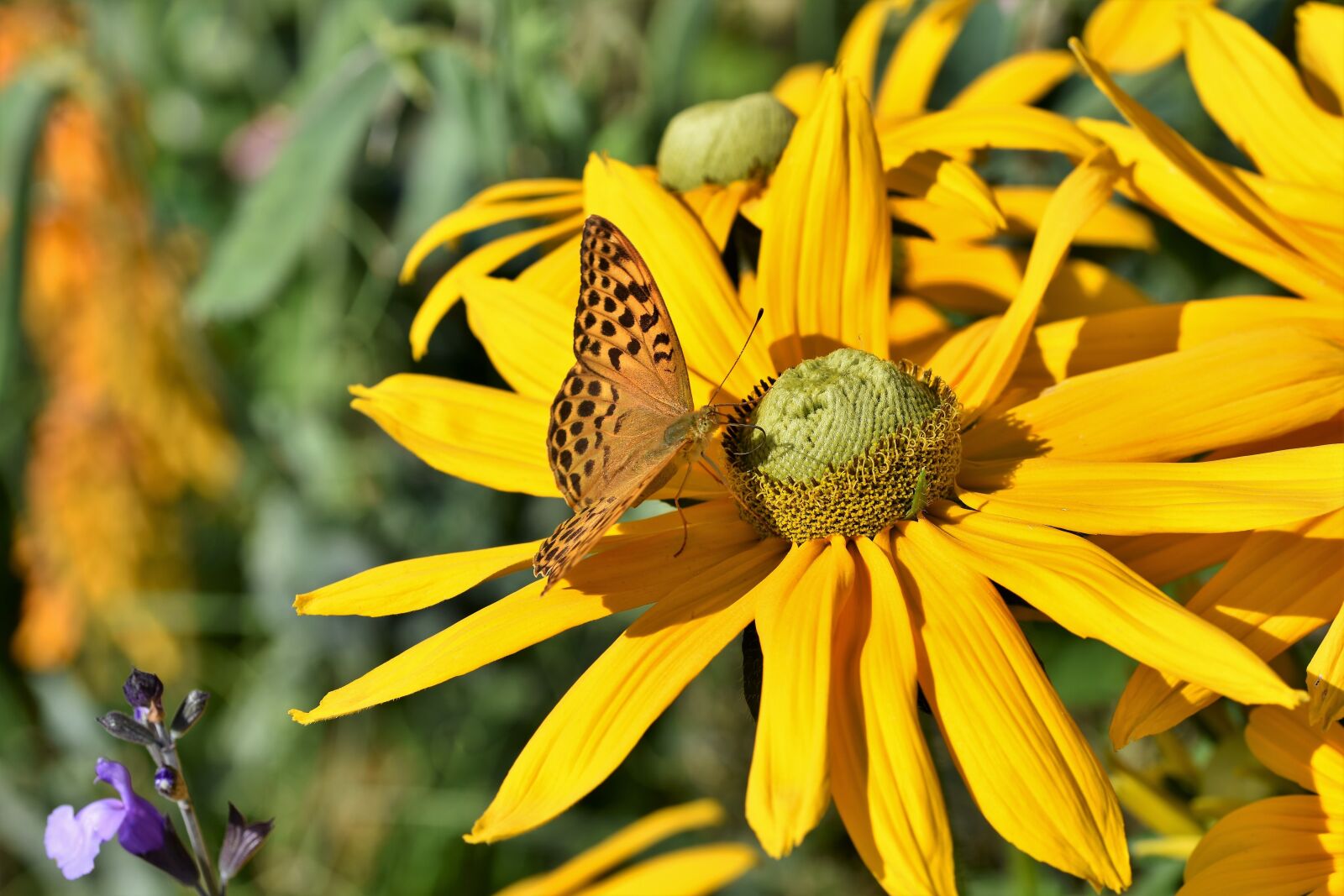 Nikon D7200 sample photo. Butterfly, insect, high hat photography