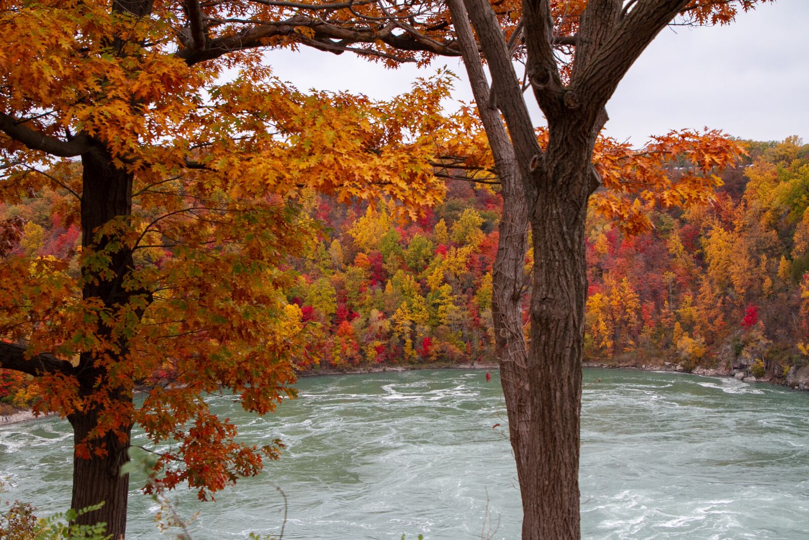 Canon EOS 7D sample photo. Autumn, fall, leaves photography