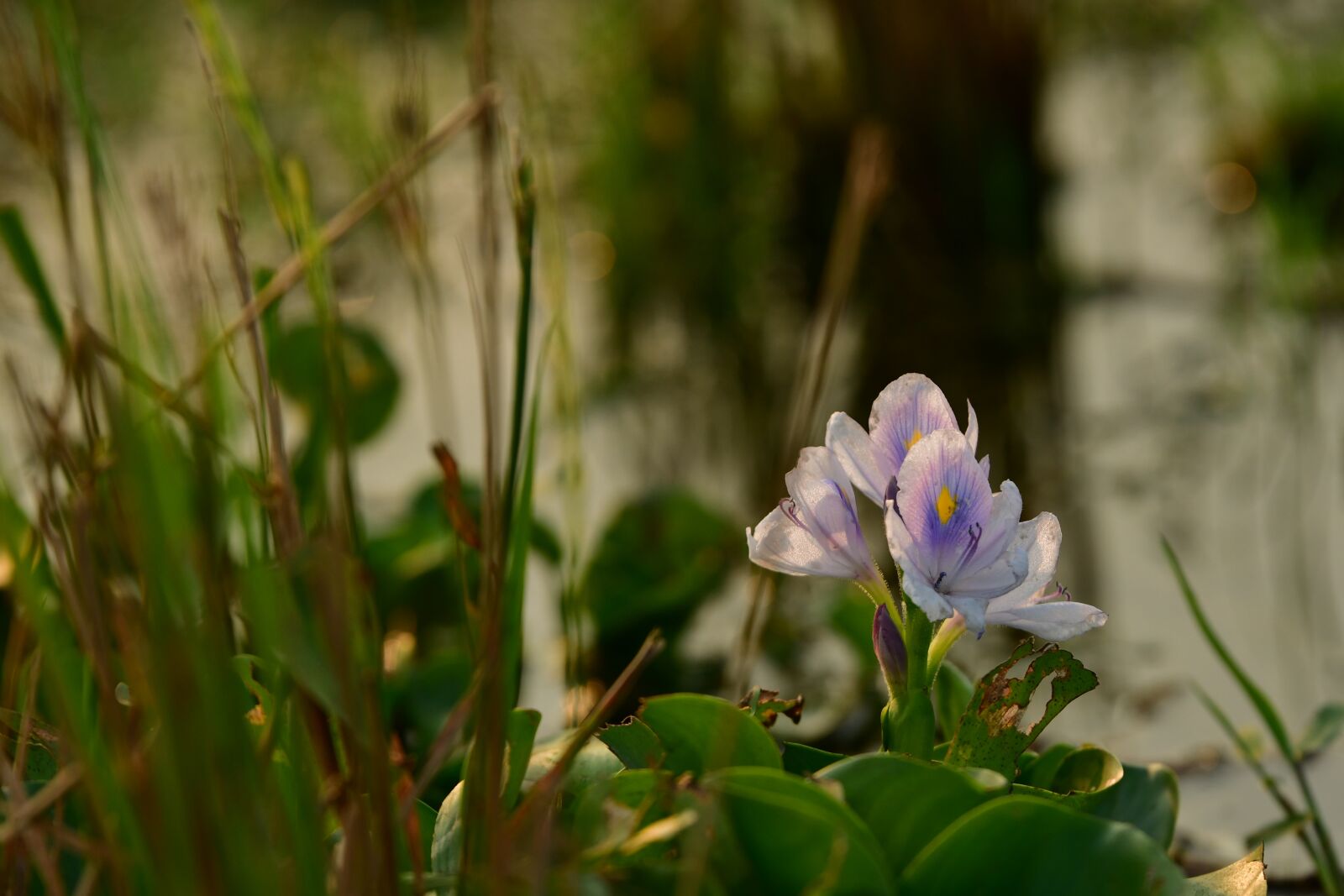 Nikon D500 sample photo. Hyacinth, lilac flower, aquatic photography