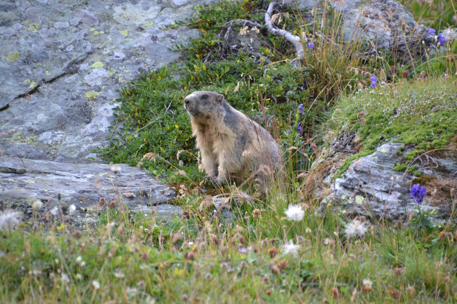 Nikon D3100 sample photo. Marmot, alpine, grossglockner photography
