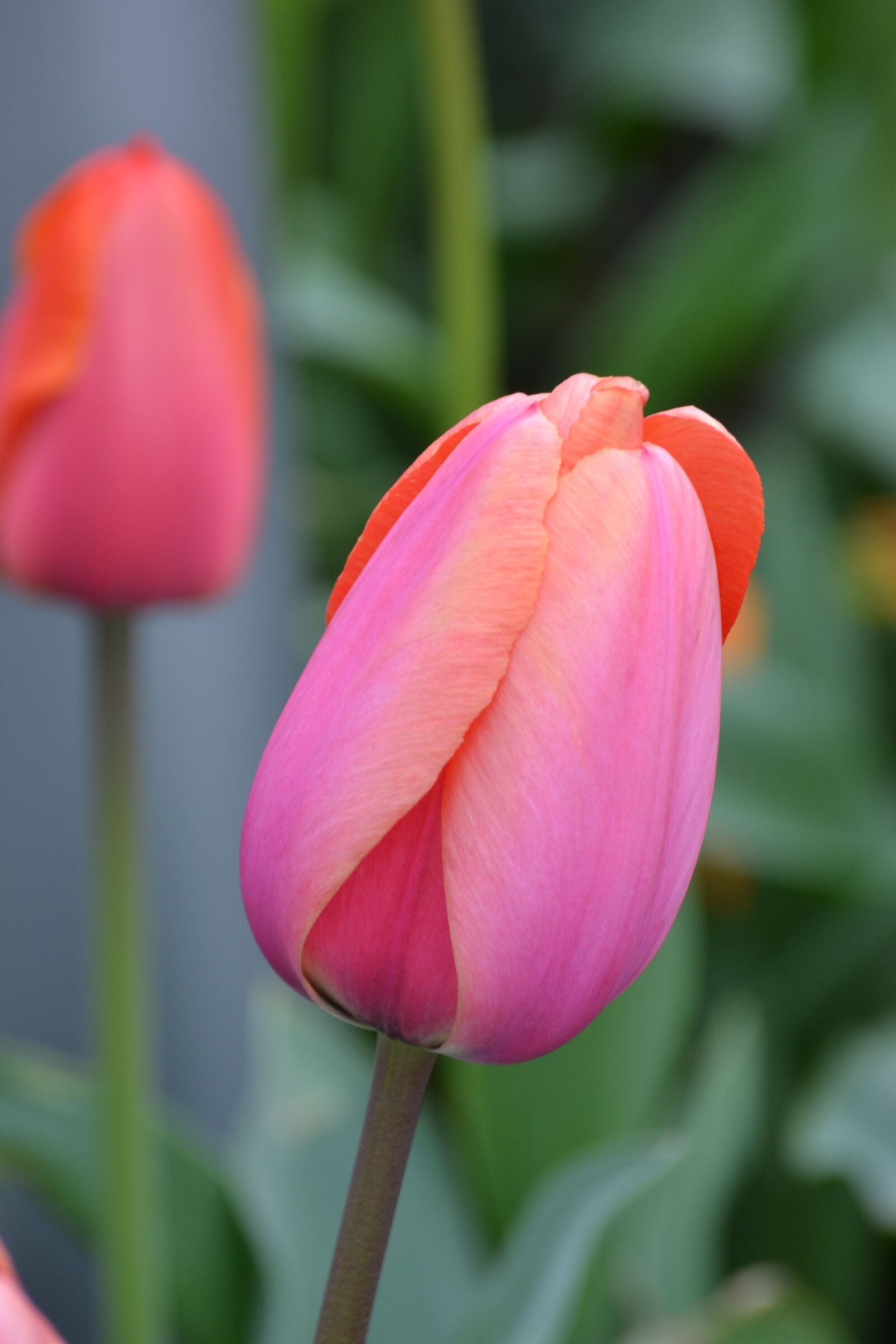 Nikon D3100 sample photo. Tulip, spring flower, rose photography