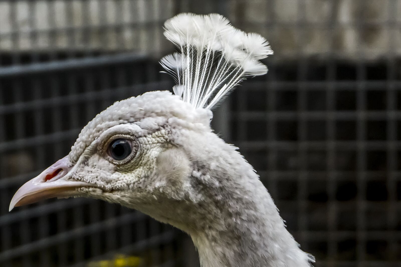 Sony E 16-50mm F3.5-5.6 PZ OSS sample photo. Peacock, white, animal photography