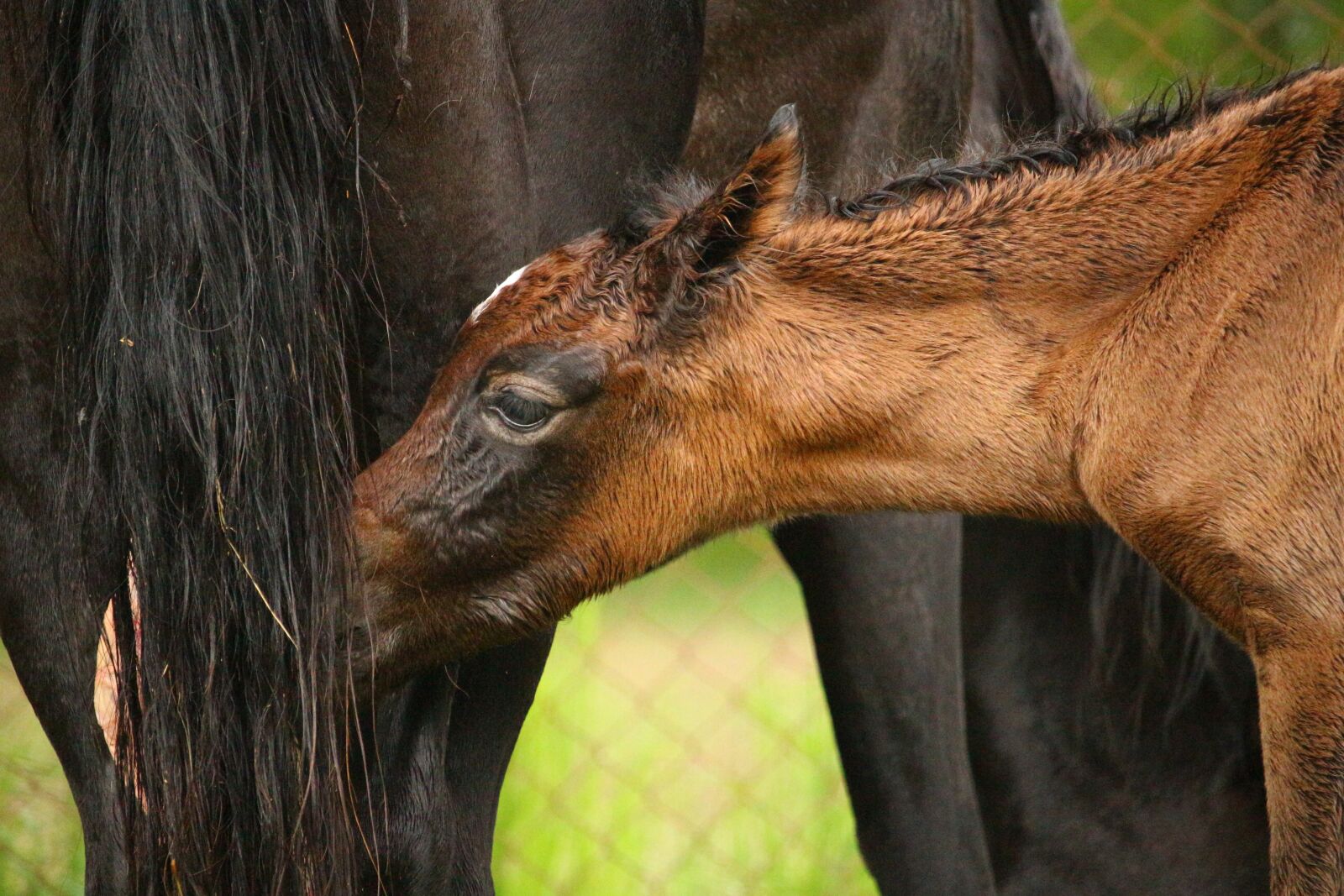 Canon EOS 100D (EOS Rebel SL1 / EOS Kiss X7) sample photo. Horse, foal, suckling photography