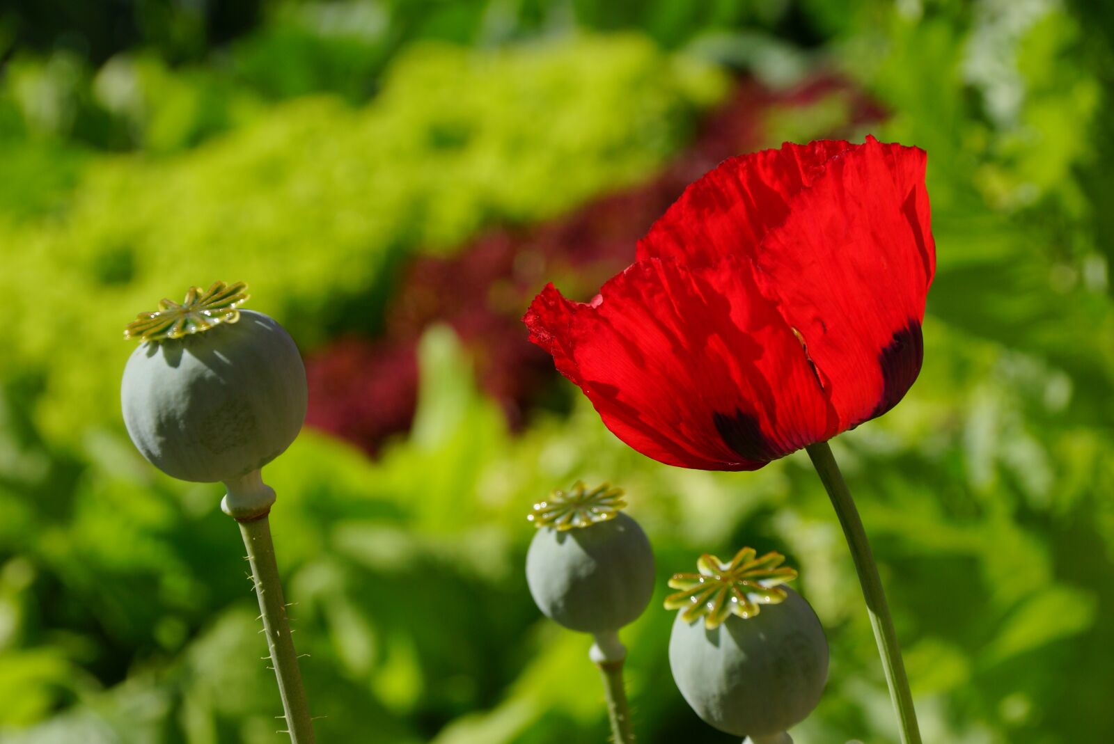 Sony DT 18-250mm F3.5-6.3 sample photo. Flowers, poppy, red poppy photography