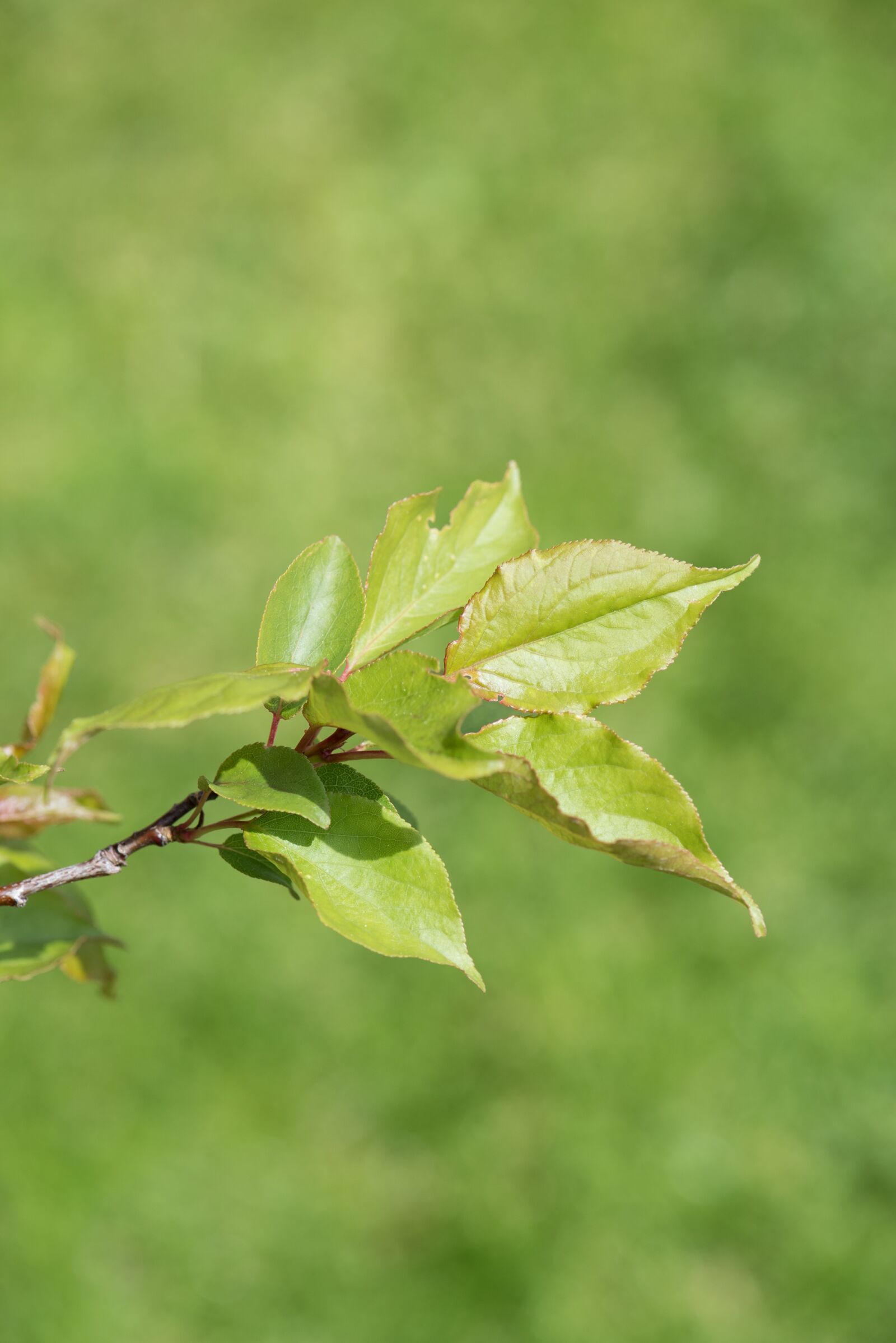 Nikon D750 sample photo. Branch, leaves branch, leaves photography