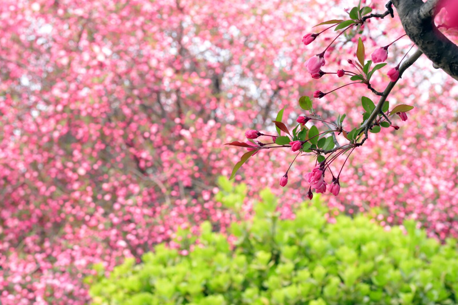 Canon EOS 6D Mark II sample photo. Flower apples, flowers and photography