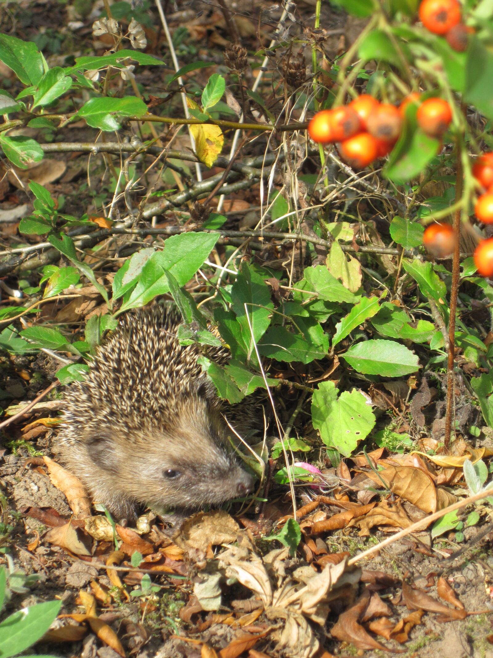 Canon PowerShot D10 sample photo. Hedgehog, young hedgehog, spur photography