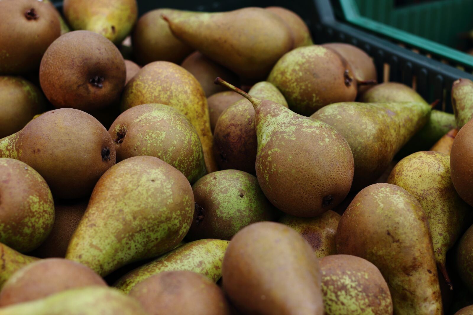 Canon EOS 700D (EOS Rebel T5i / EOS Kiss X7i) + Canon EF 40mm F2.8 STM sample photo. Fruit, pear, pears photography