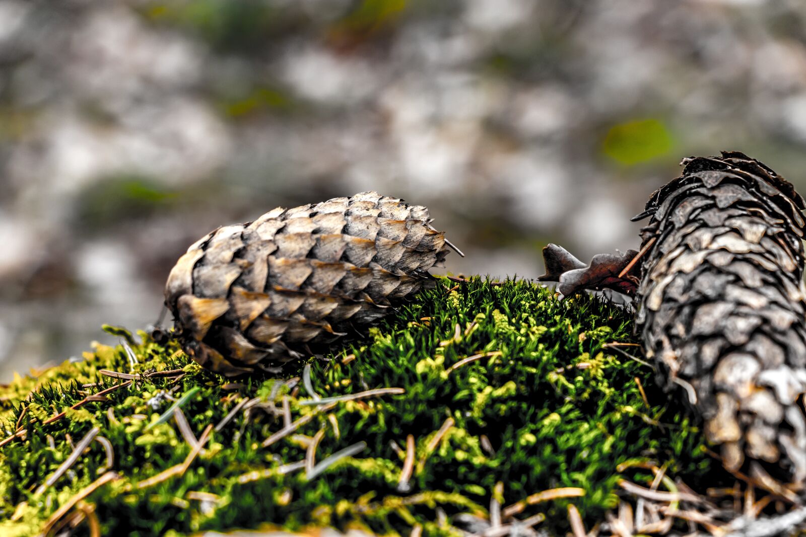 Canon EF-S 18-135mm F3.5-5.6 IS USM sample photo. Pine cone, forest, green photography