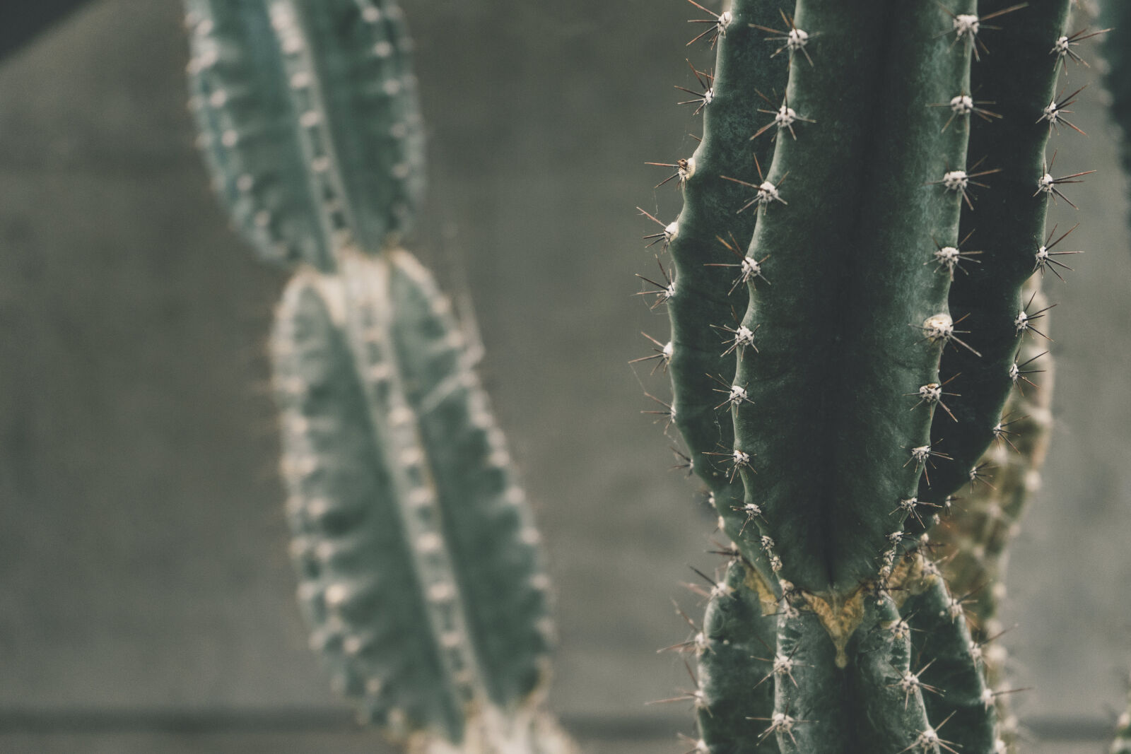 Sony a7 II + Sony FE 28-70mm F3.5-5.6 OSS sample photo. Botanical, cactus, close, up photography
