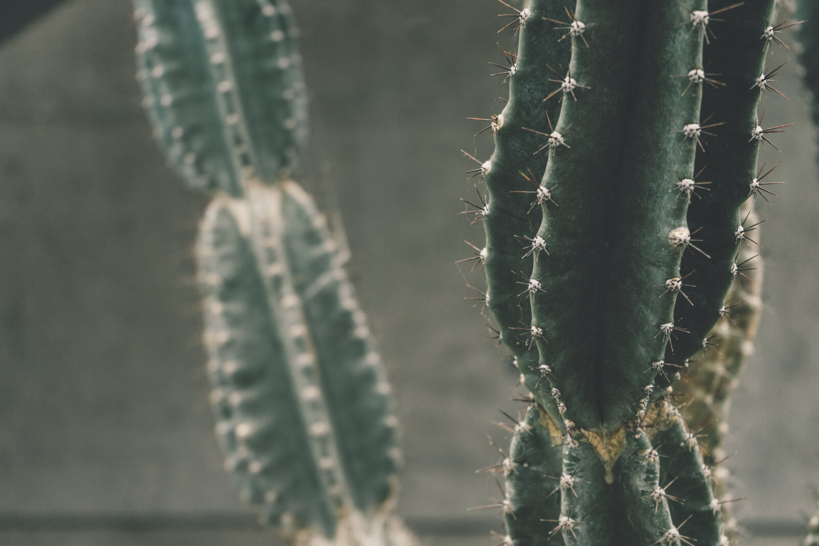 Sony a7 II sample photo. Botanical, cactus, close, up photography