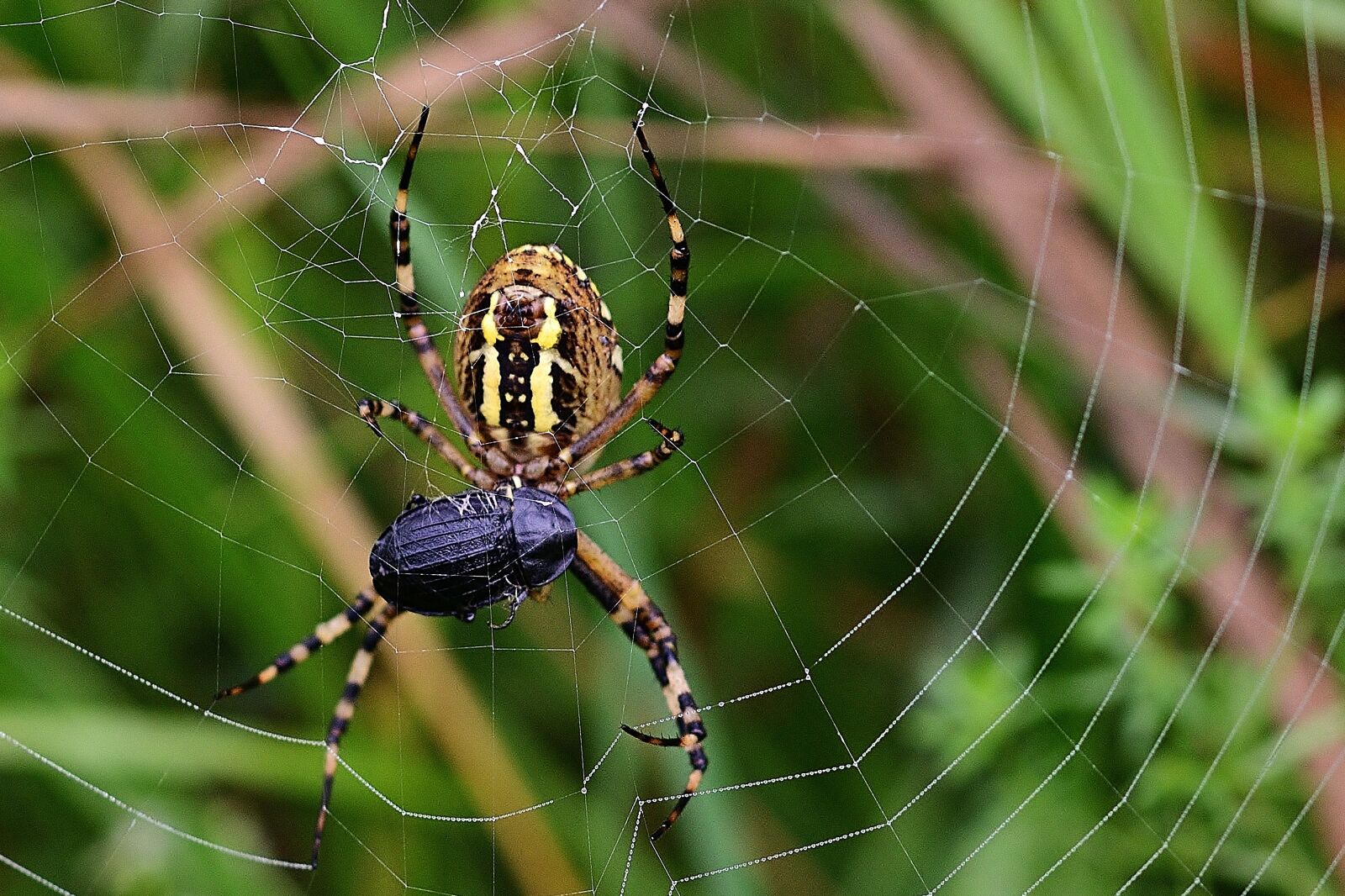 Nikon D5200 sample photo. Wasp spider, prey, cobweb photography