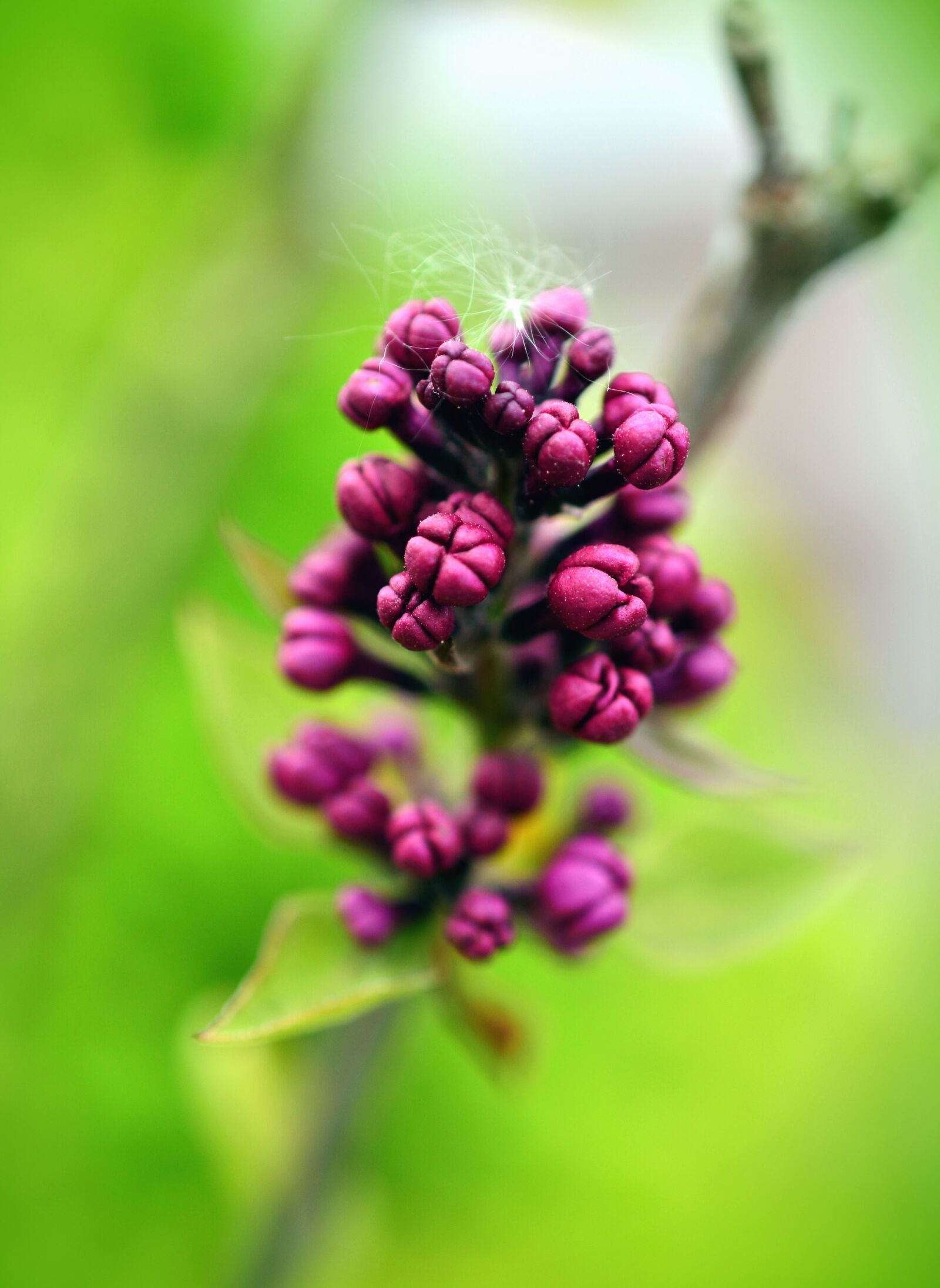Nikon D5200 sample photo. Bud, flower, spring, plant photography