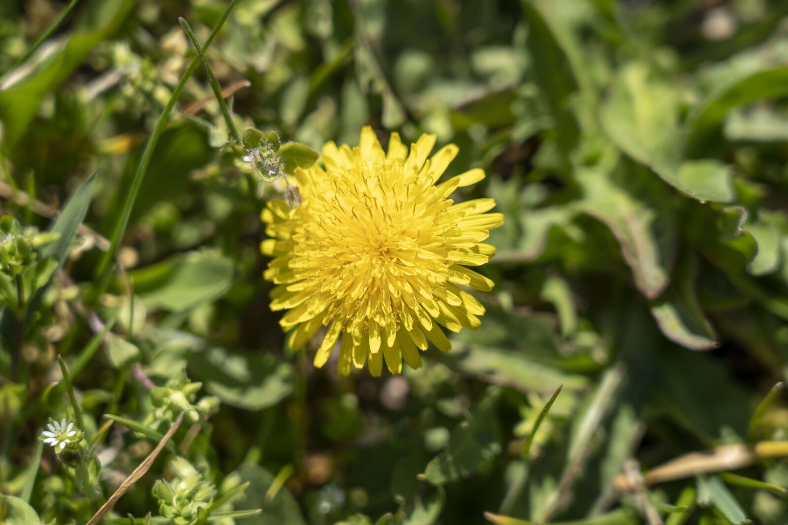 Sony a7 III sample photo. Dandelion, spring, nature photography