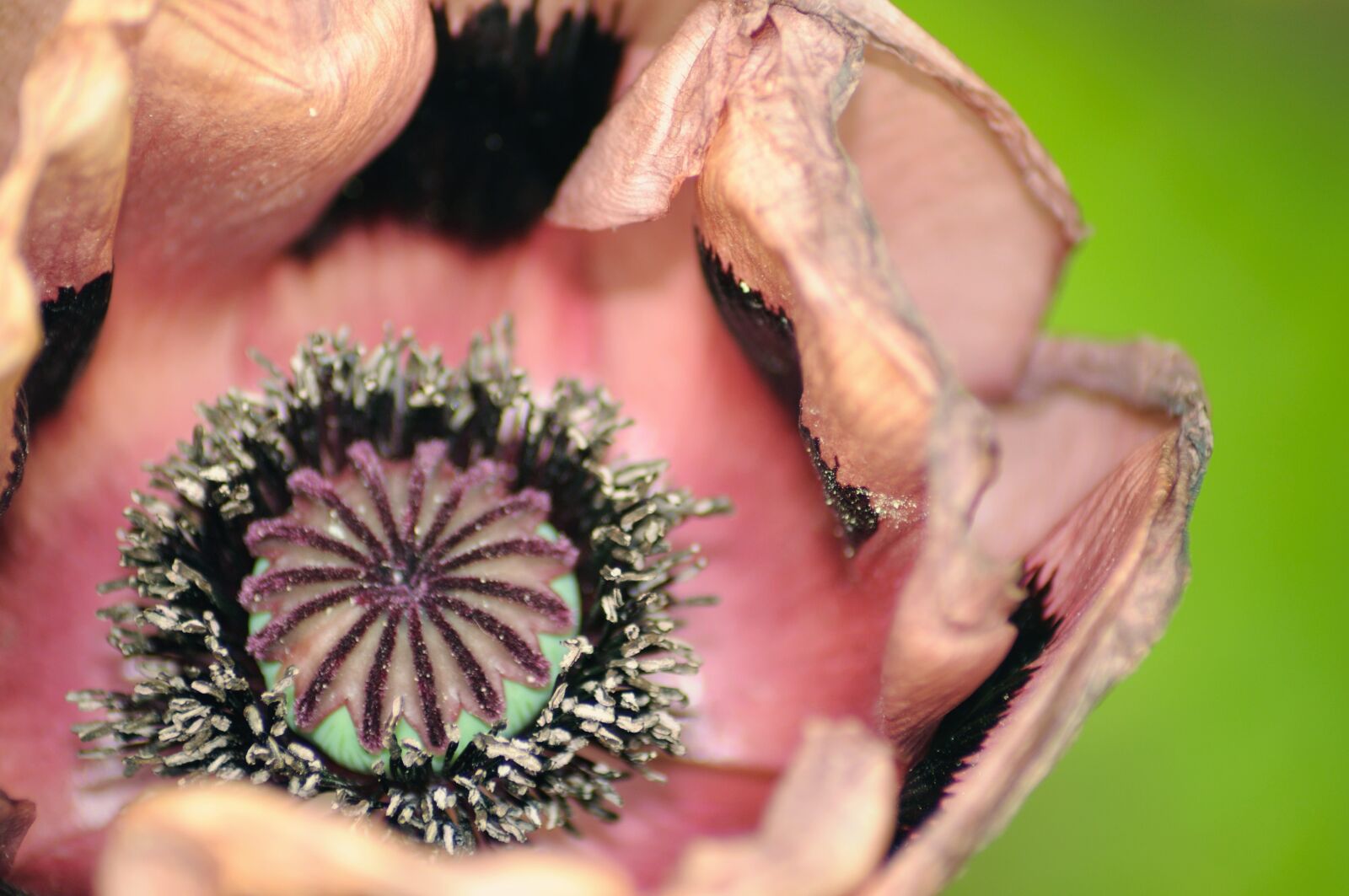 Nikon D5000 sample photo. Poppy, close up, flower photography