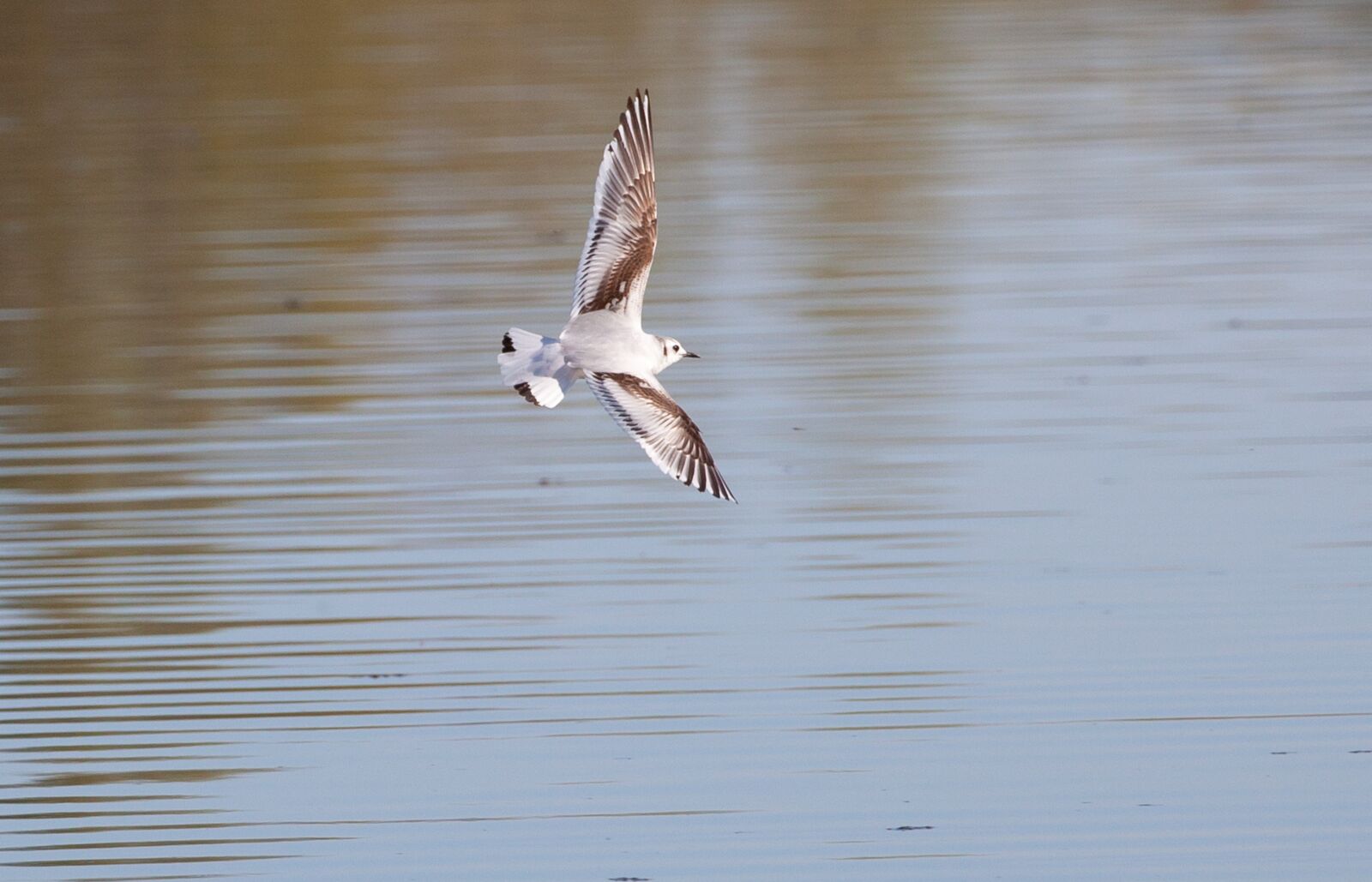 Canon EOS 5D Mark II sample photo. Juvenile black headed gull photography