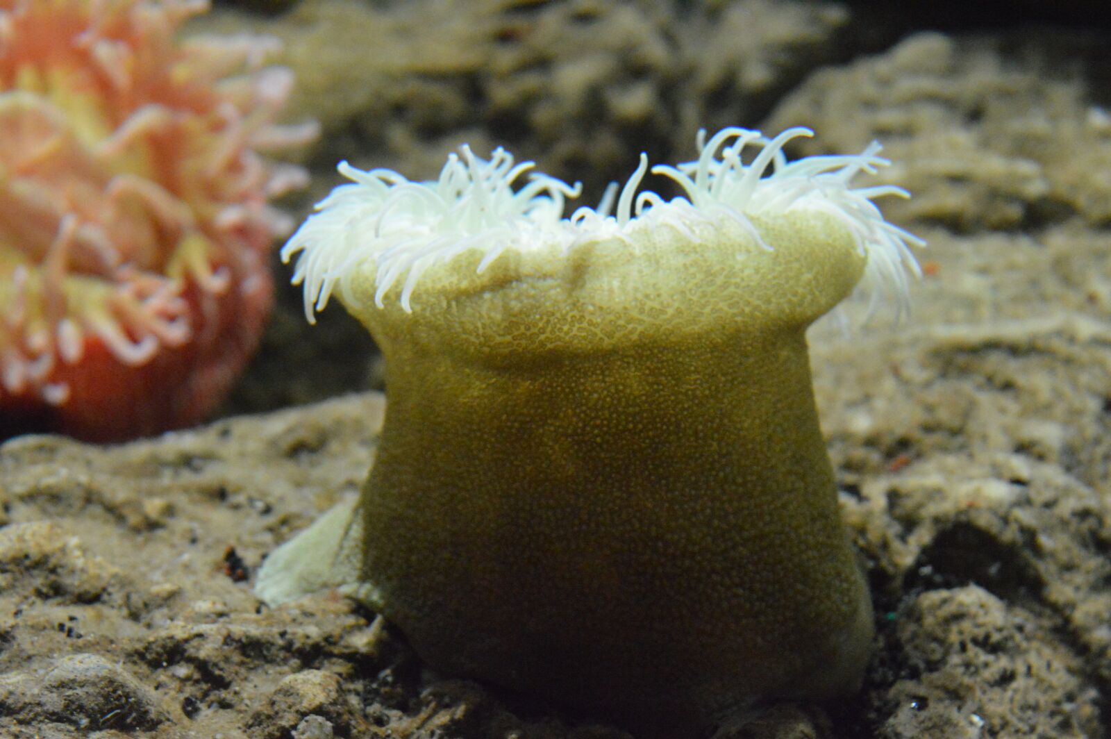 Nikon D3200 sample photo. Marine, water, aquarium photography