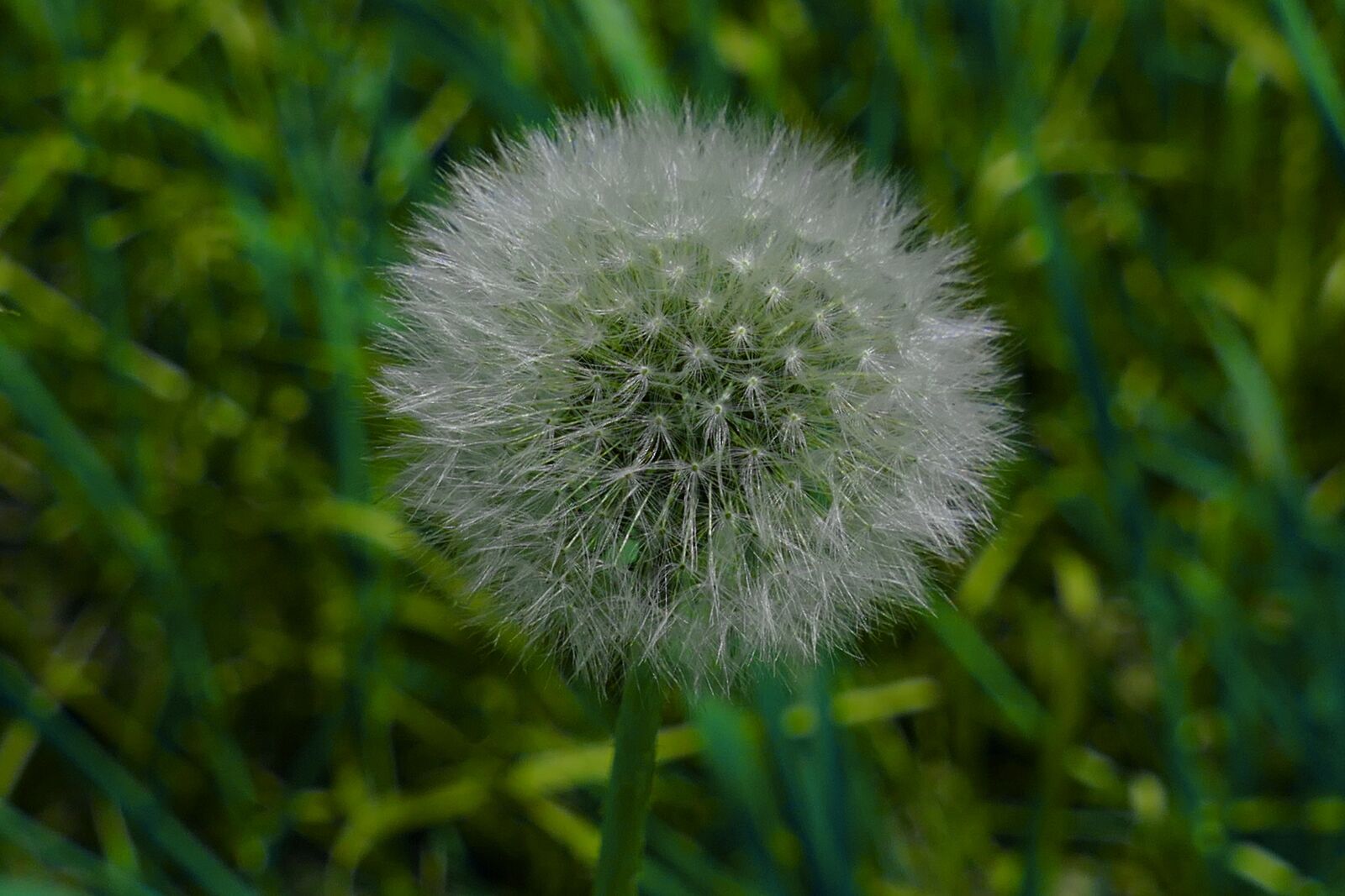 Panasonic Lumix DMC-FZ1000 sample photo. Dandelion, flower, meadow photography