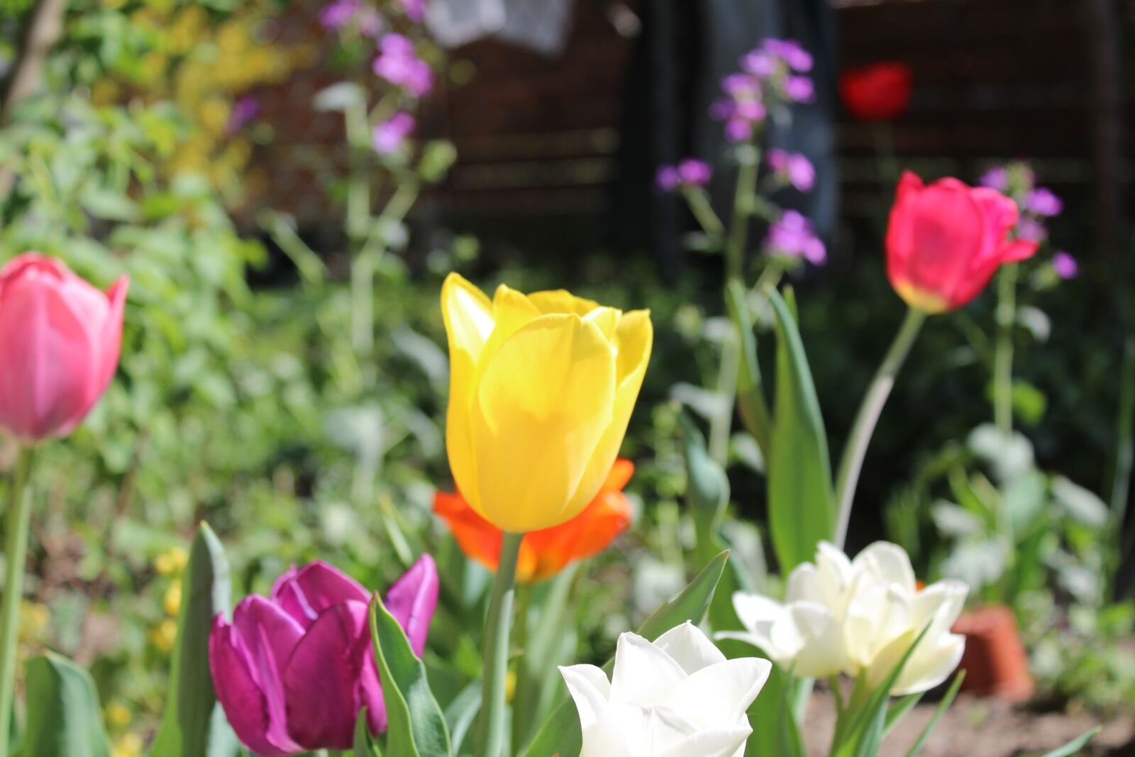 Canon EOS 1300D (EOS Rebel T6 / EOS Kiss X80) sample photo. Flower, tulip, plant photography