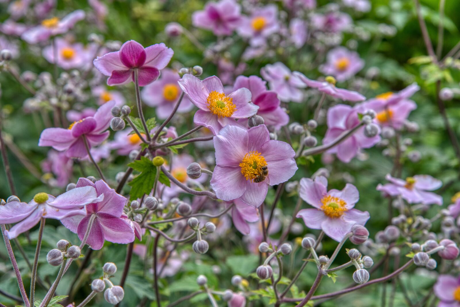 Nikon D750 sample photo. Fall anemone, anemone hupehensis photography