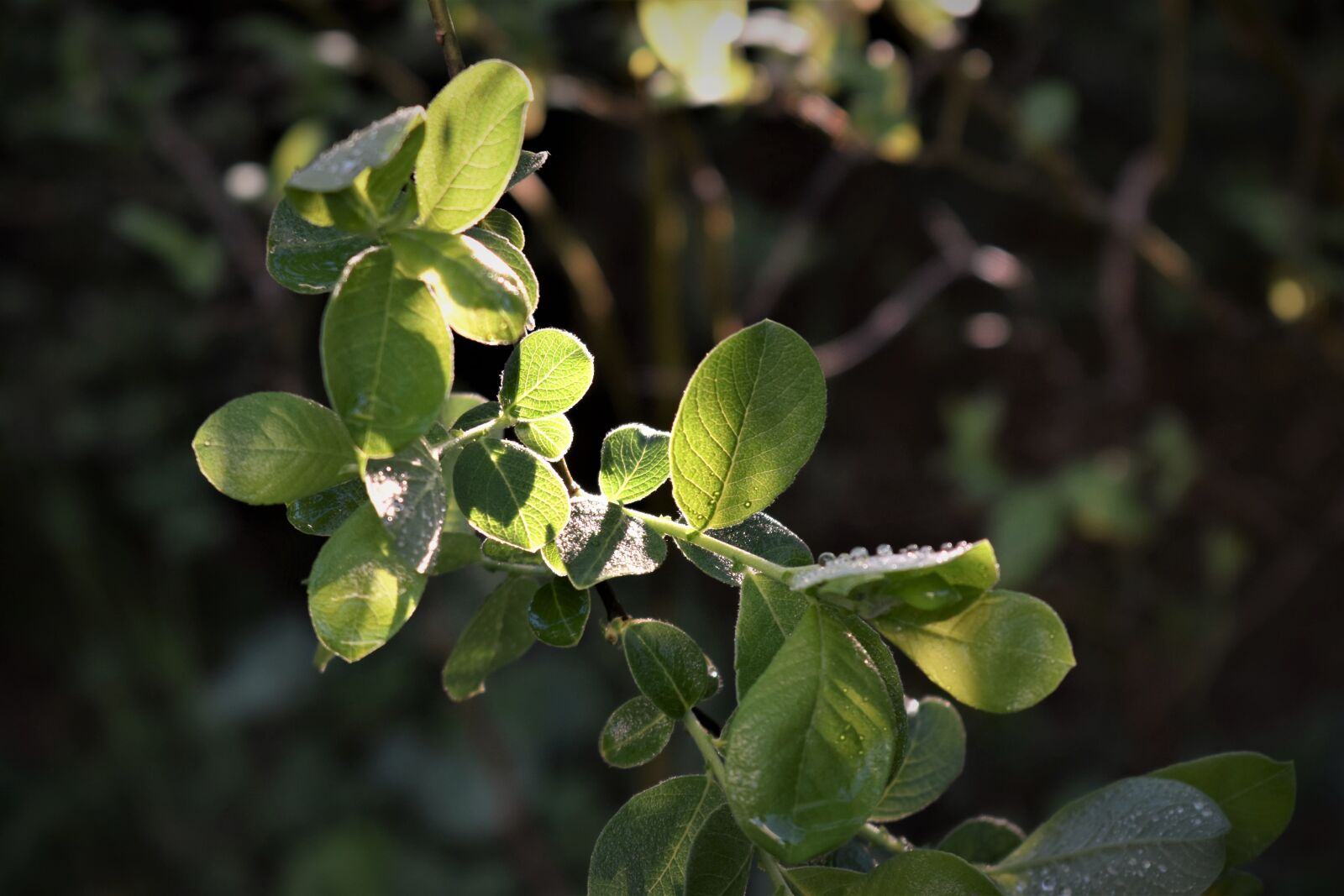 Nikon D5500 sample photo. Leaves, green, light photography