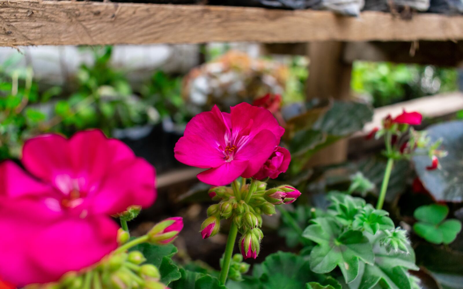 Nikon D5300 sample photo. Flore, bedding plant, garden photography