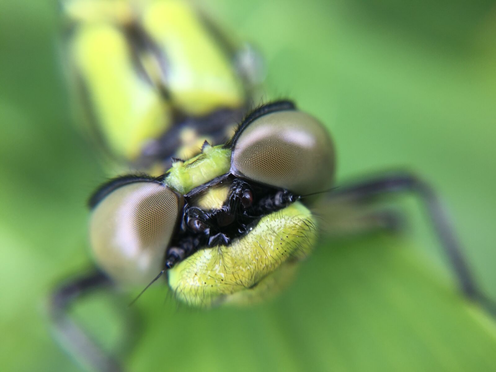 iPhone 6 Plus back camera 4.15mm f/2.2 sample photo. Dragonfly, dragon, macro photography