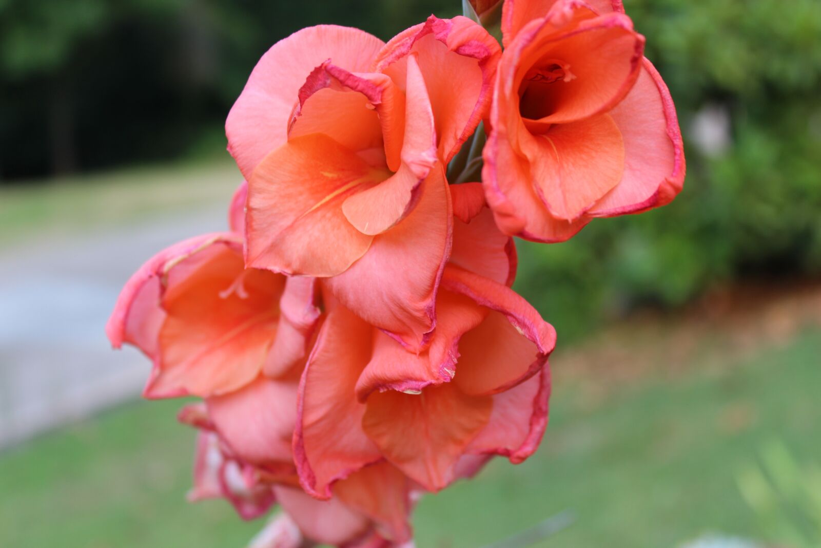 Canon EOS 1200D (EOS Rebel T5 / EOS Kiss X70 / EOS Hi) sample photo. Bloom, gladiolus, outdoor photography