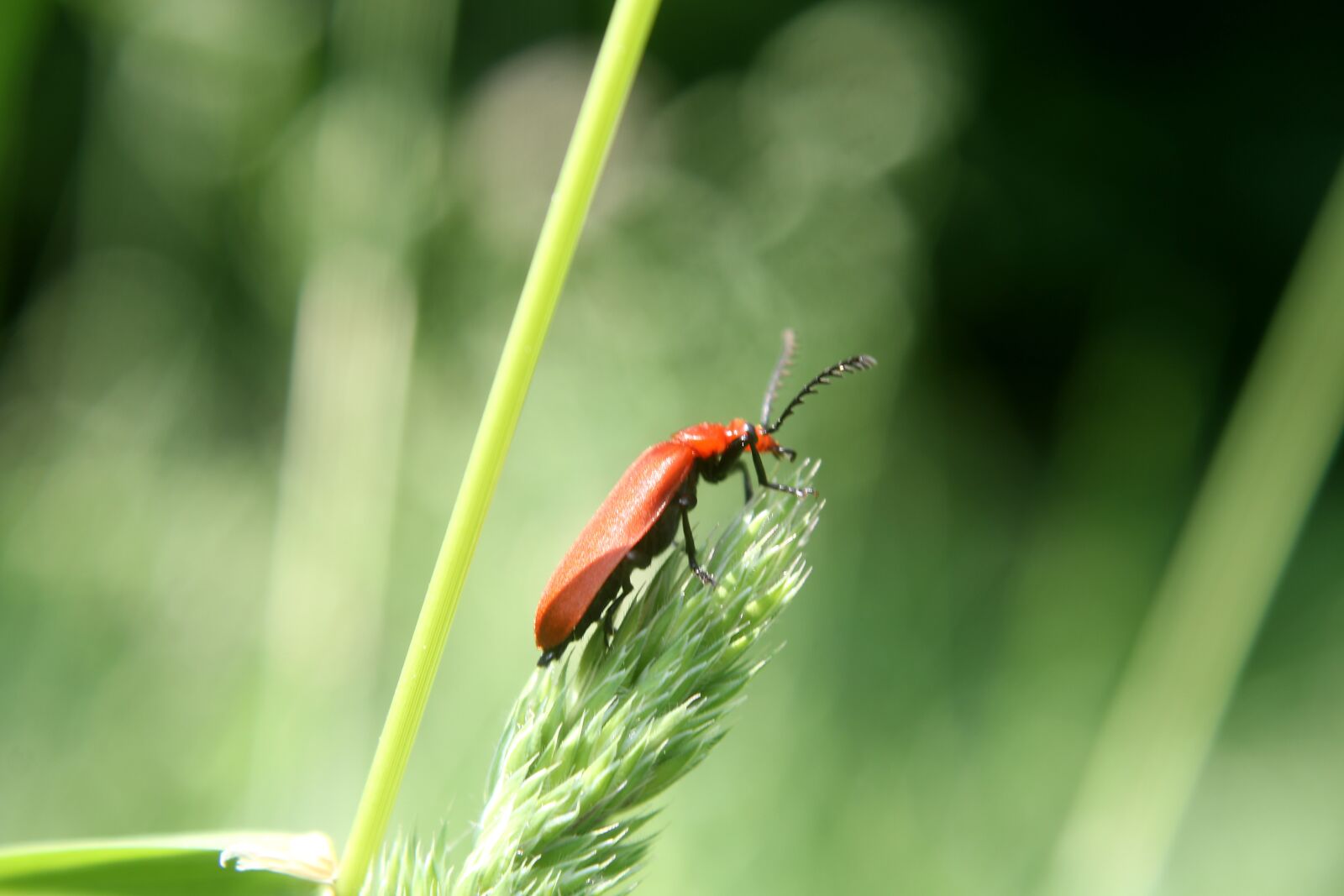 Canon EOS 70D + Canon EF-S 18-55mm F3.5-5.6 IS sample photo. Beetle, bug, nature photography