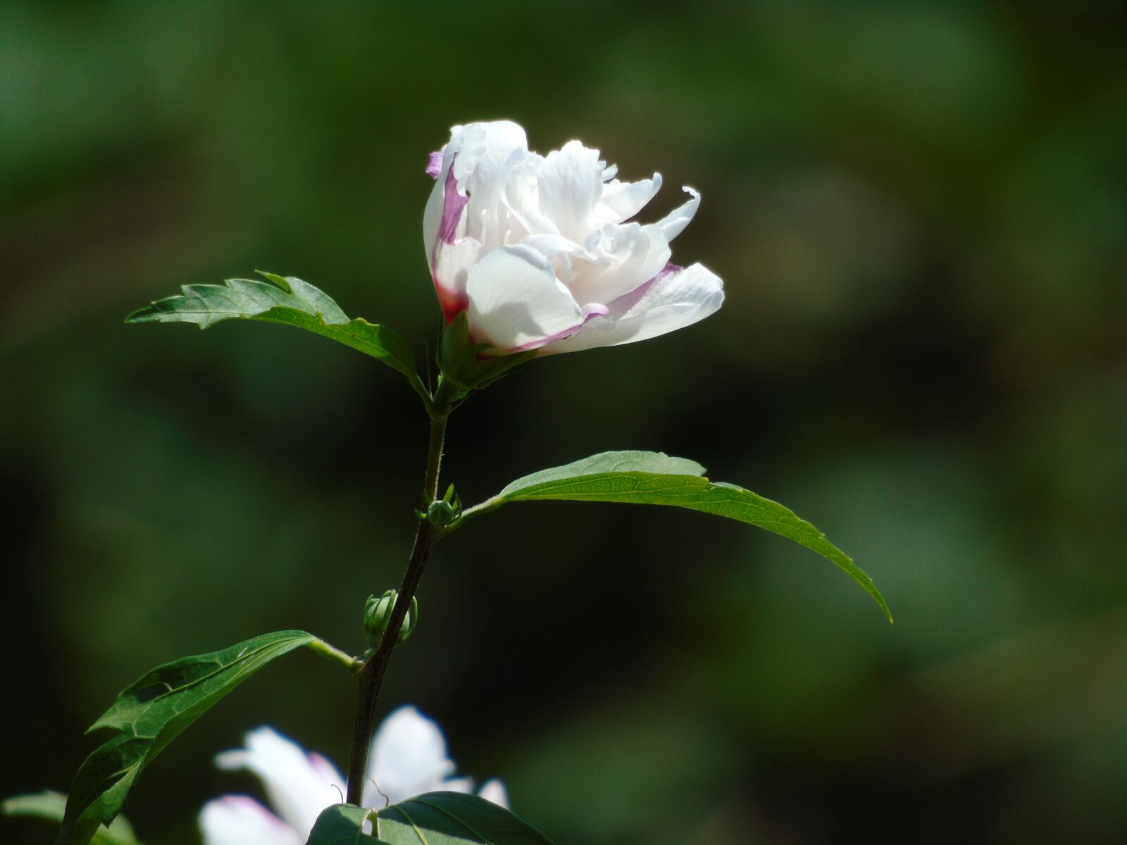 Sony Cyber-shot DSC-H400 sample photo. White flower, beautiful, nature photography