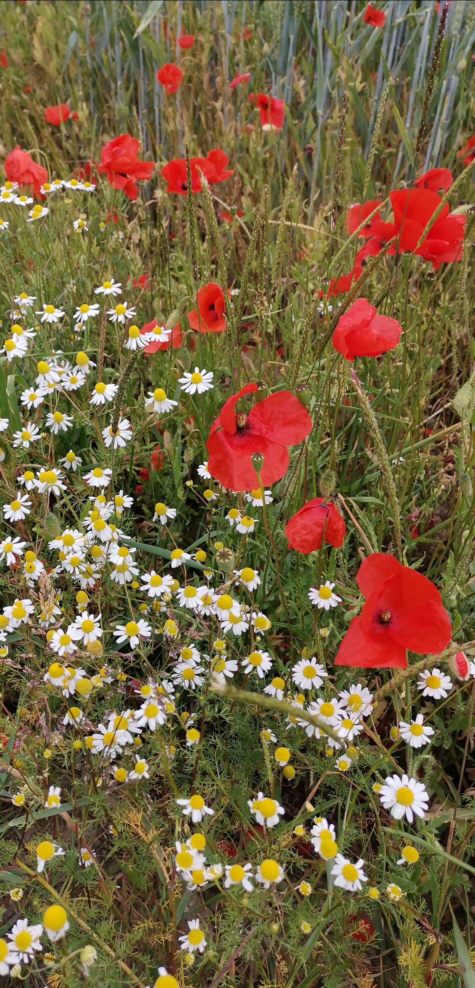 HUAWEI HMA-L29 sample photo. Poppy, chamomile, field photography